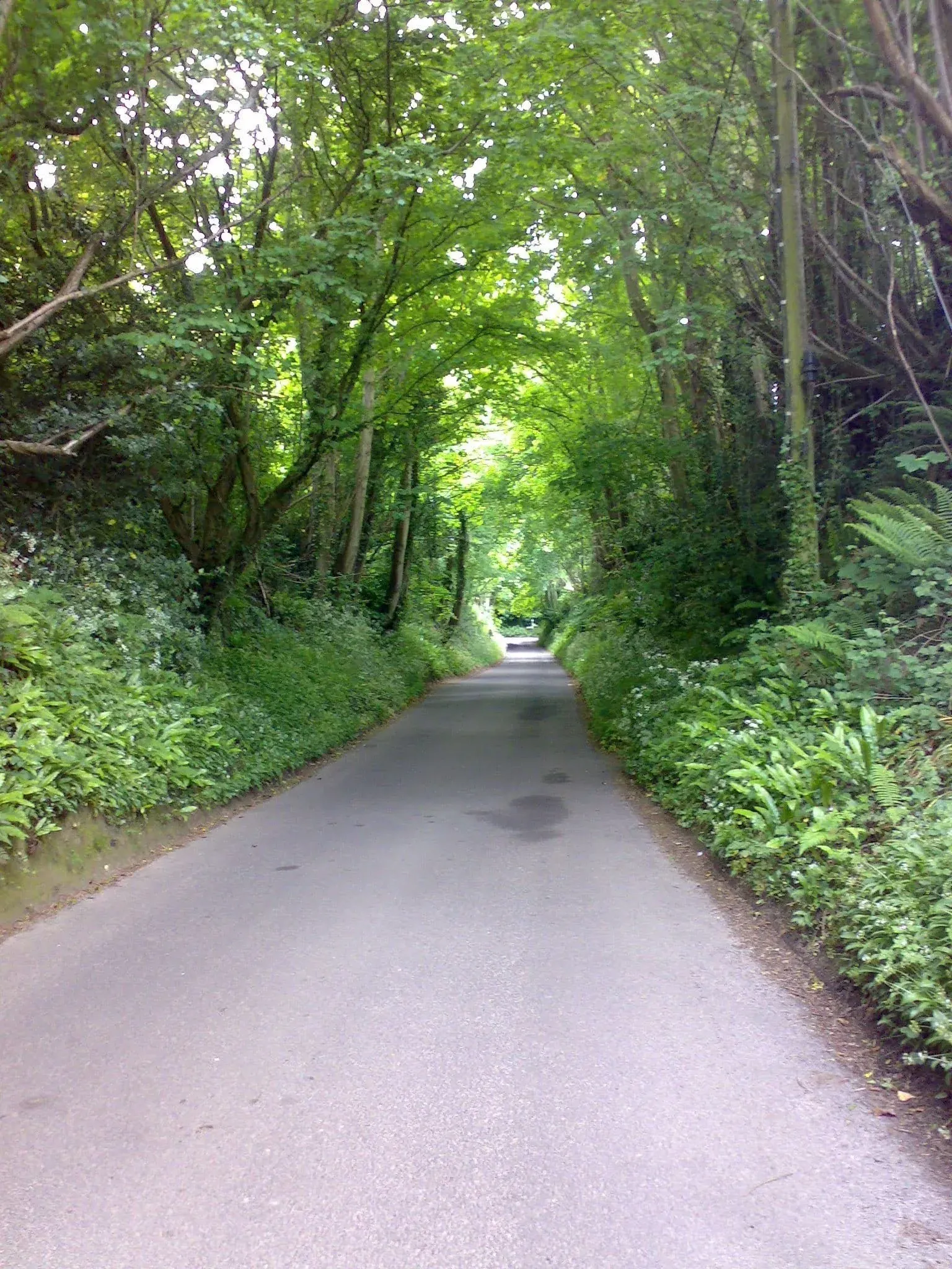 Tree-shaded lane with dense green vegetation on both sides creating a tunnel effect