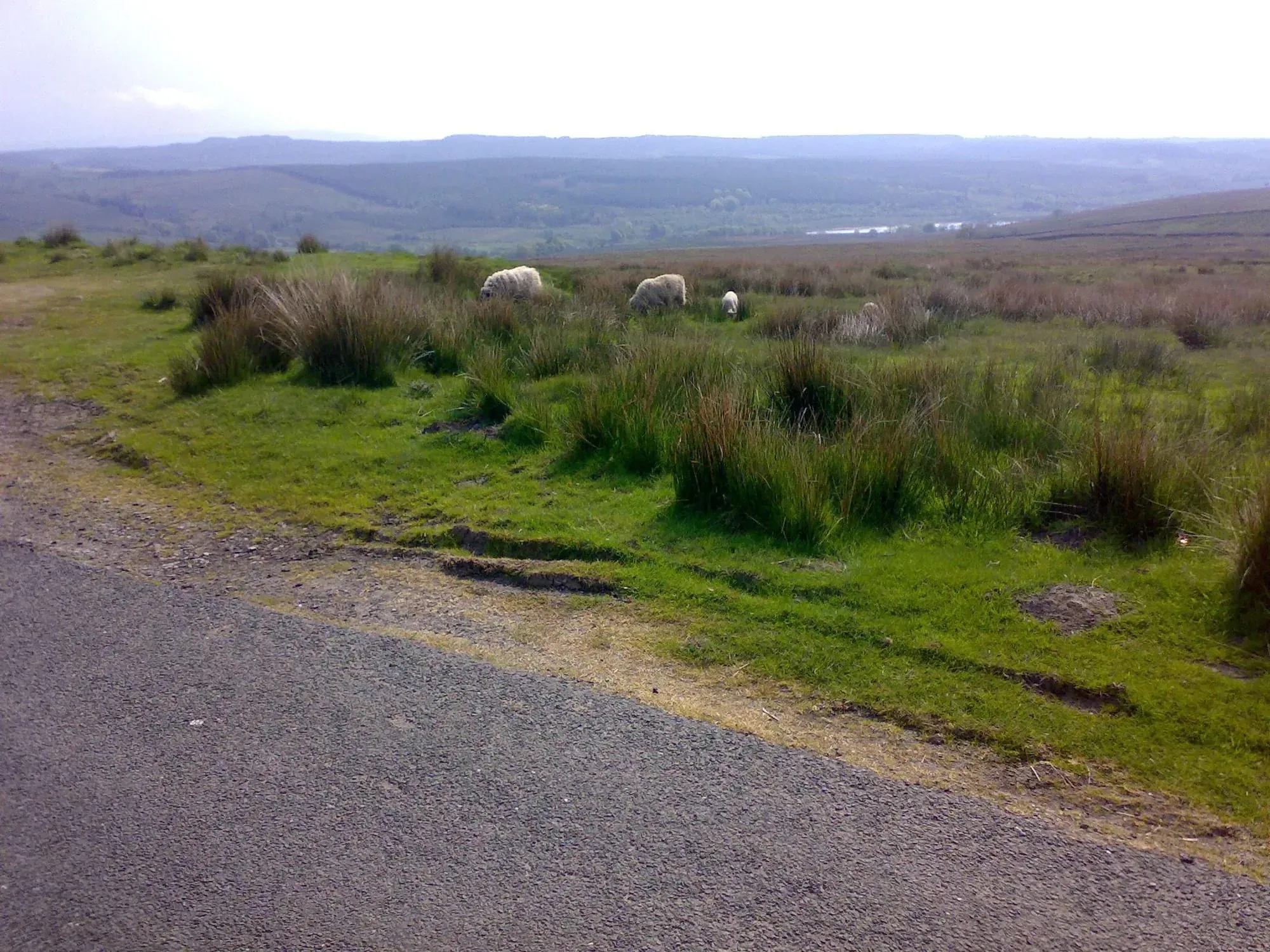 Sheep grazing on hillside moorland with distant valleys and mountains