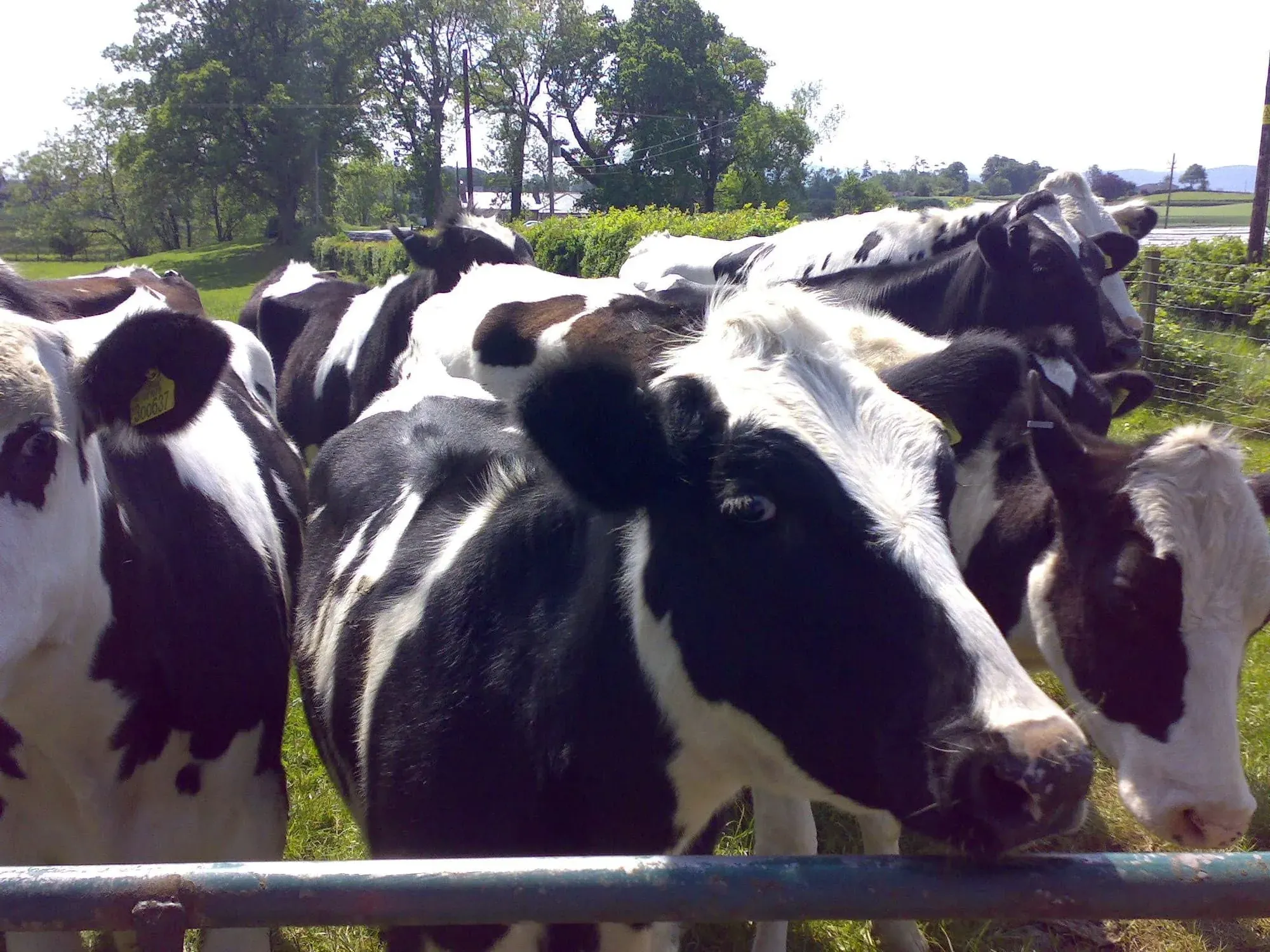 Group of black and white dairy cows at fence looking toward camera
