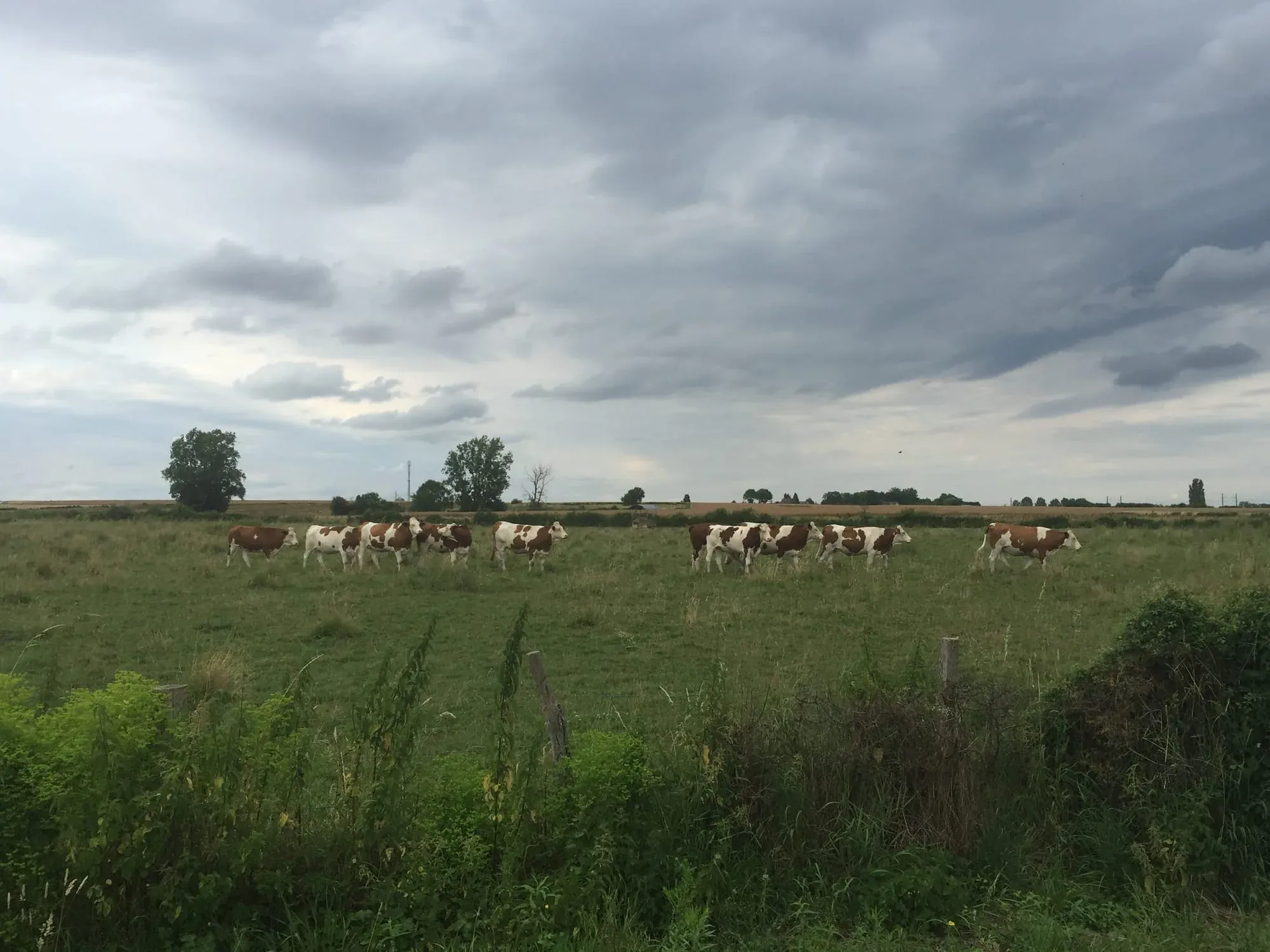Herd of brown and white cattle grazing in green pasture under cloudy sky