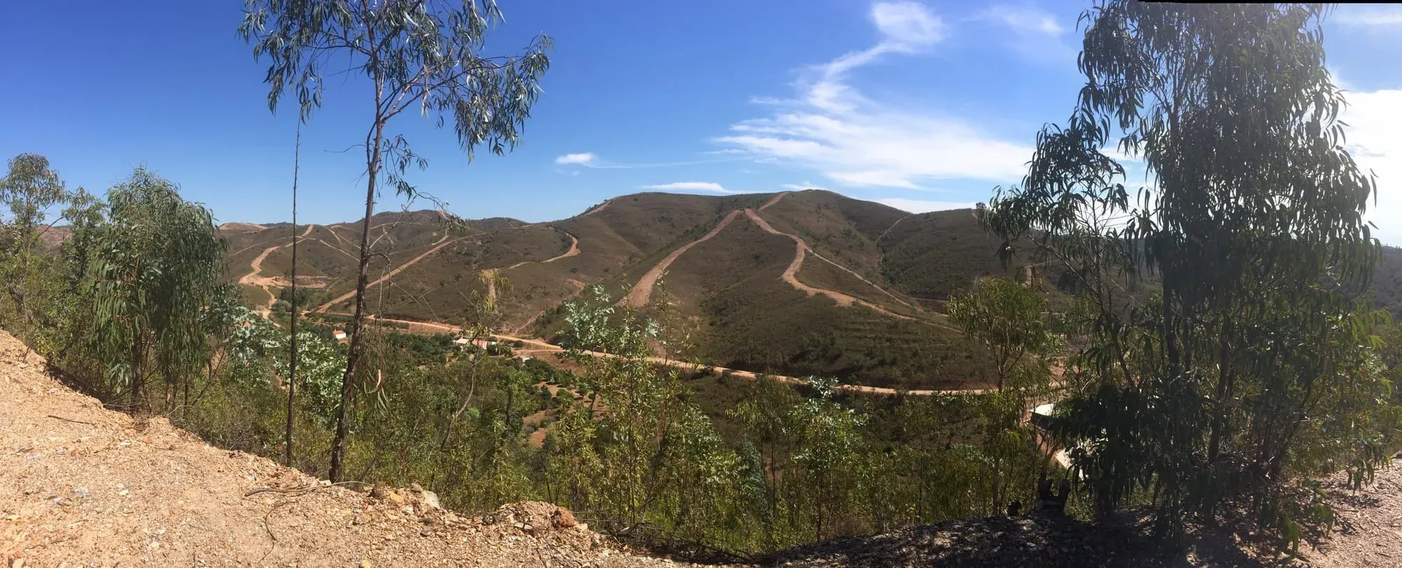 Hillside landscape with eucalyptus trees and dirt roads winding through green vegetation