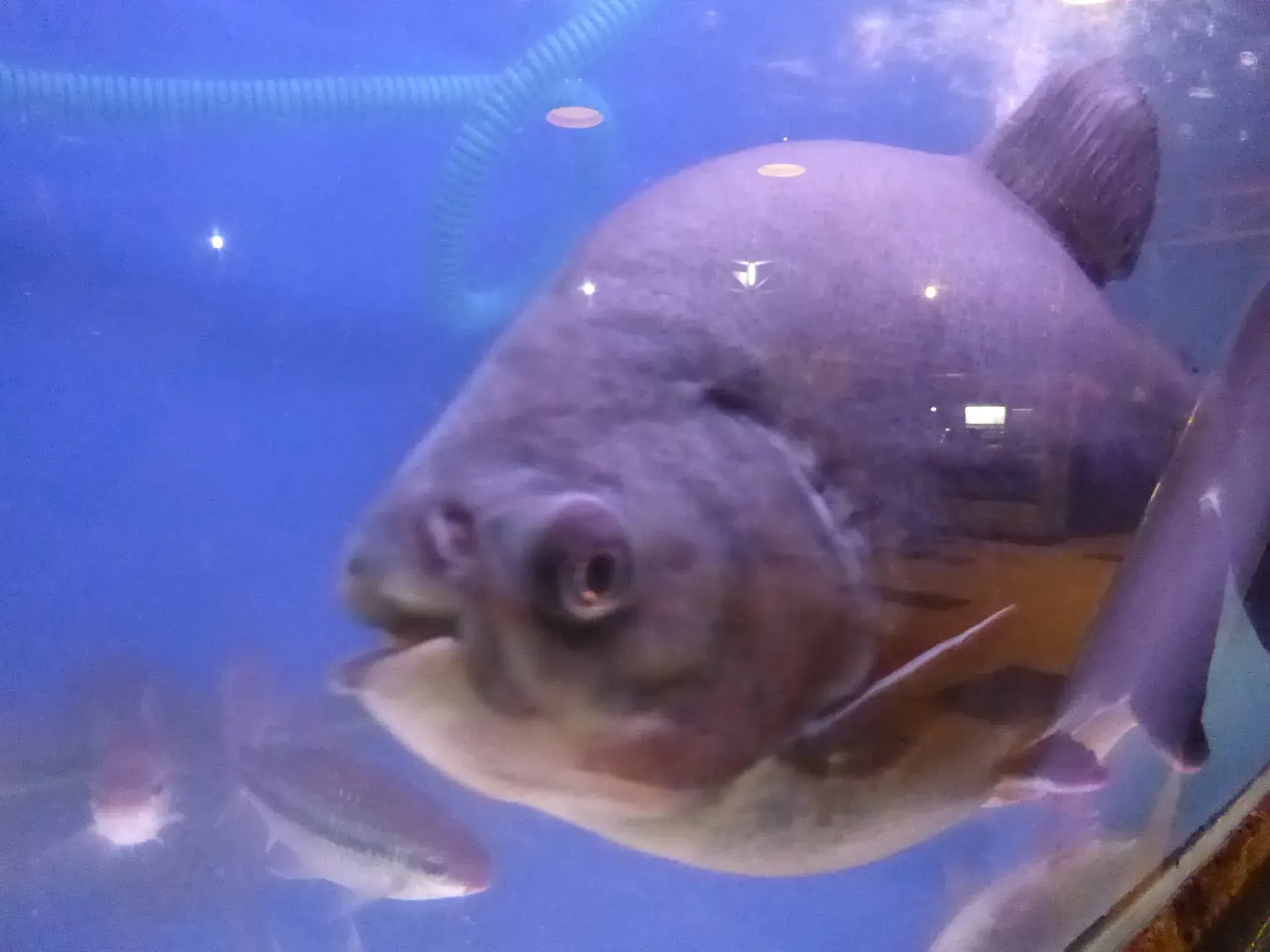Stingray swimming close to aquarium glass window