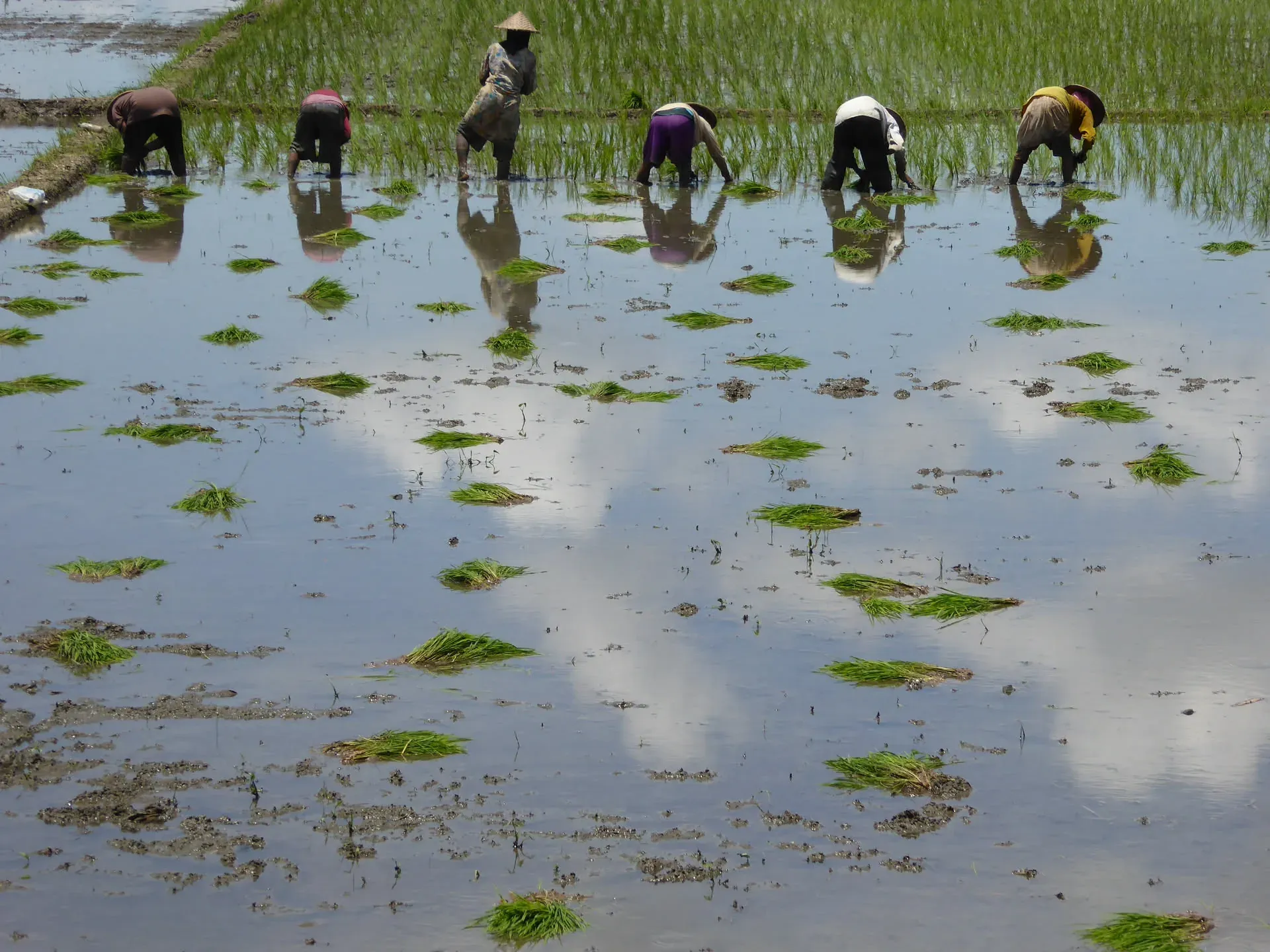Rice farmers transplanting seedlings in flooded paddies, Trenggalek