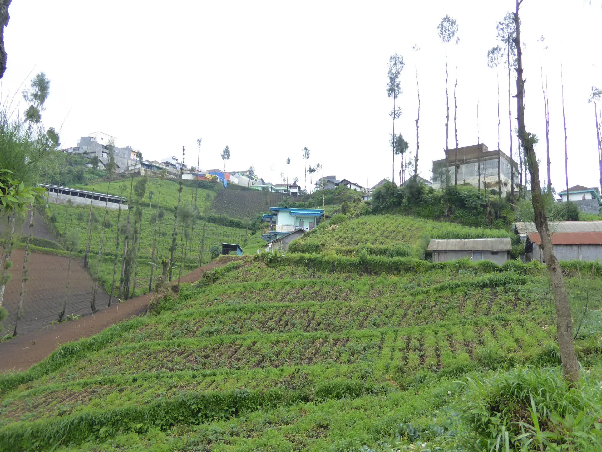 Hillside vegetable farms with tall cypress trees