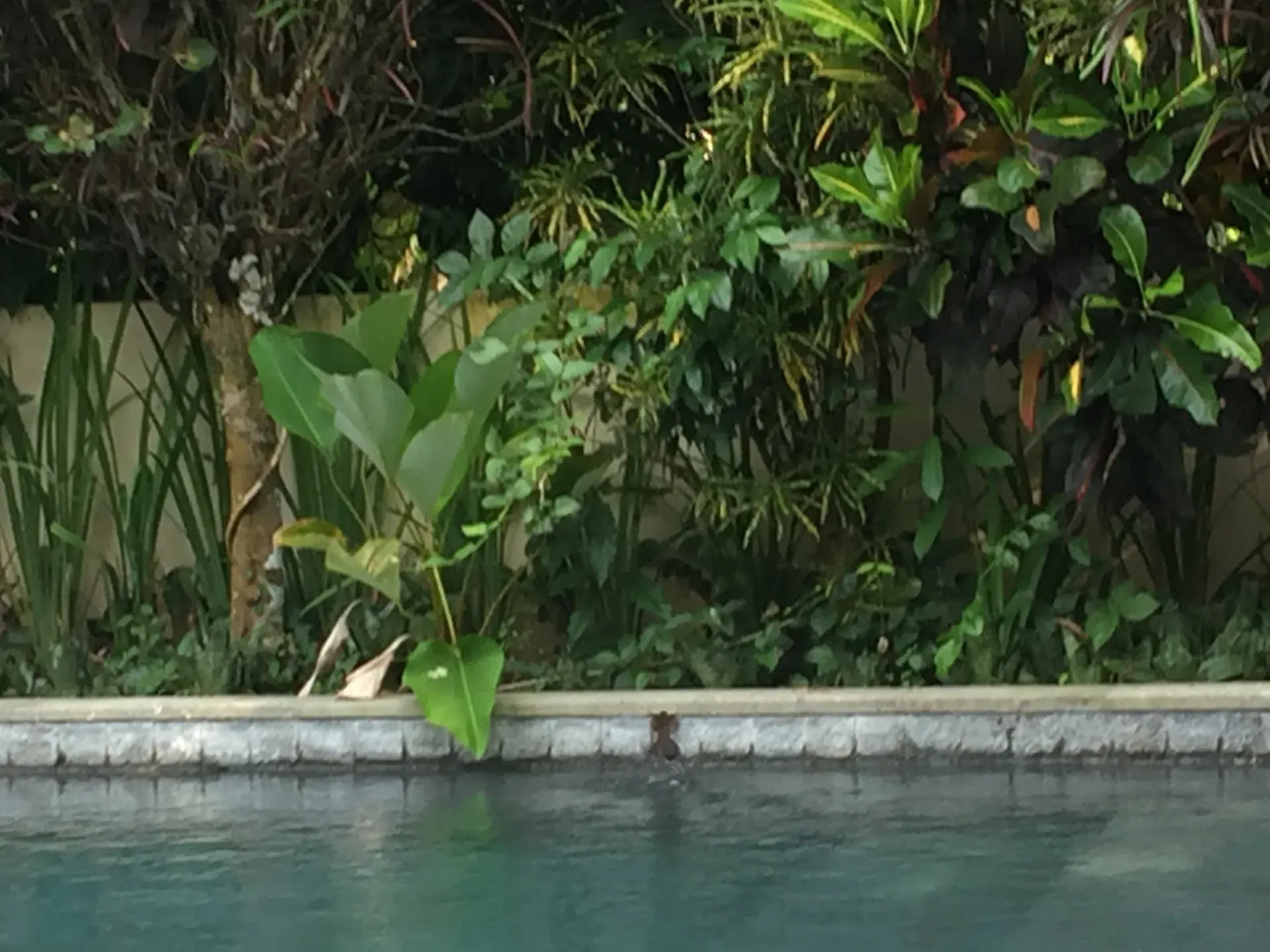 Lush vegetation and water channel at Melaya, Bali