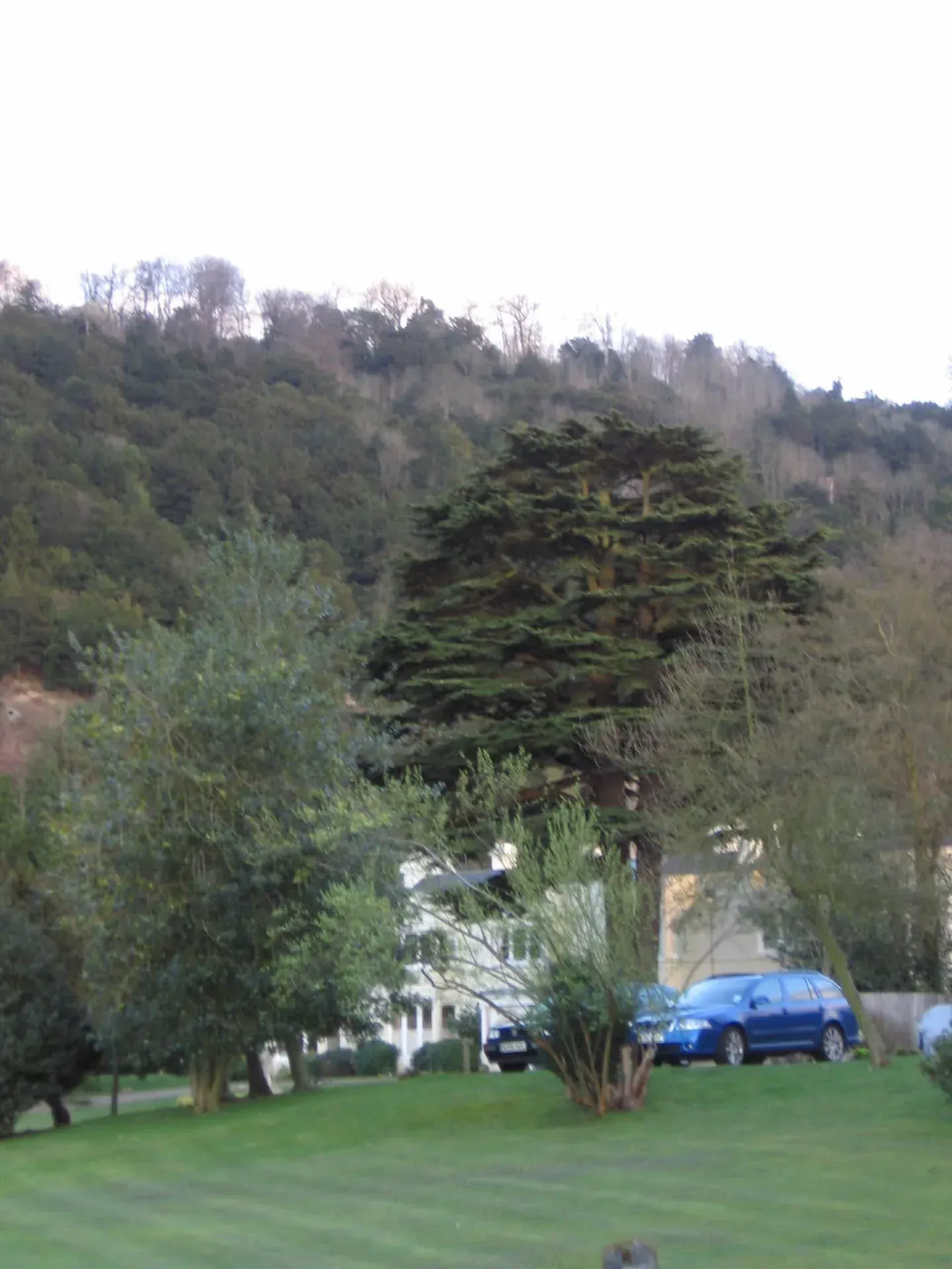 Hillside wooded landscape with evergreen tree and white building below