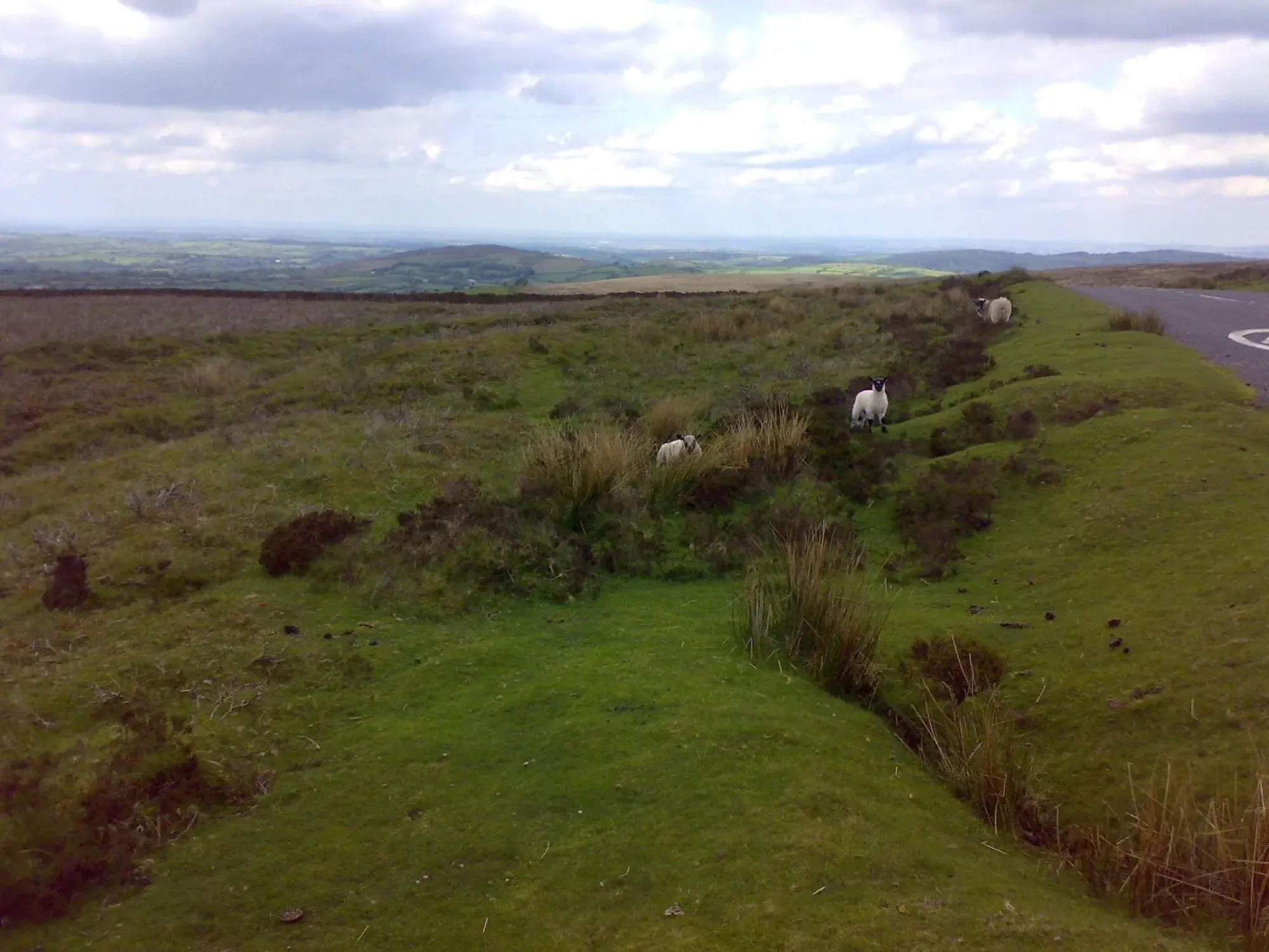 White sheep grazing on grassy hillside overlooking a body of water and distant landscape