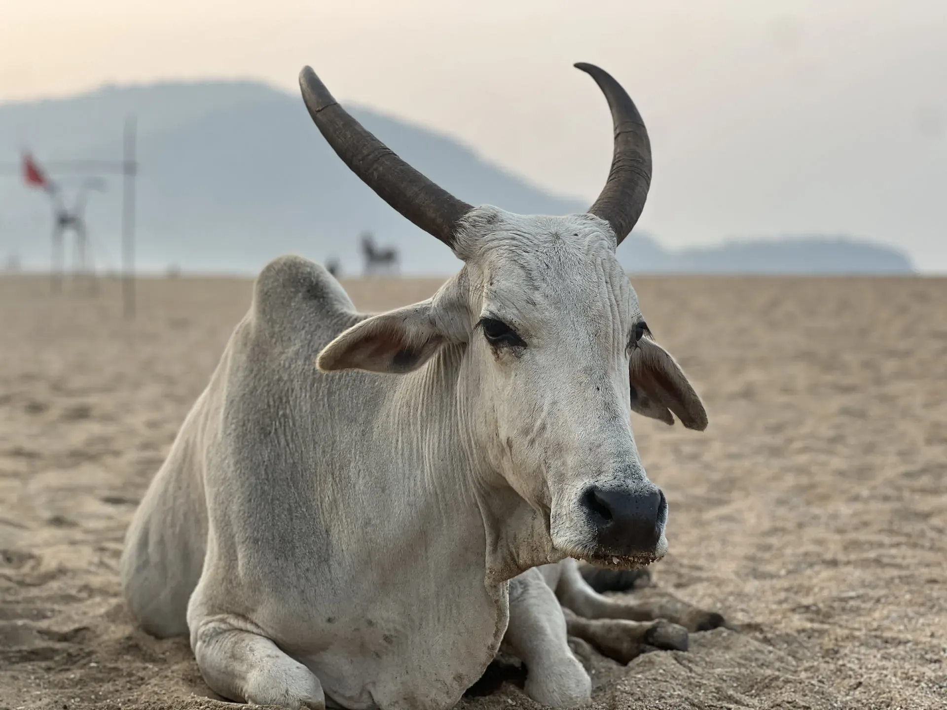 White cow resting on beach at Agonda