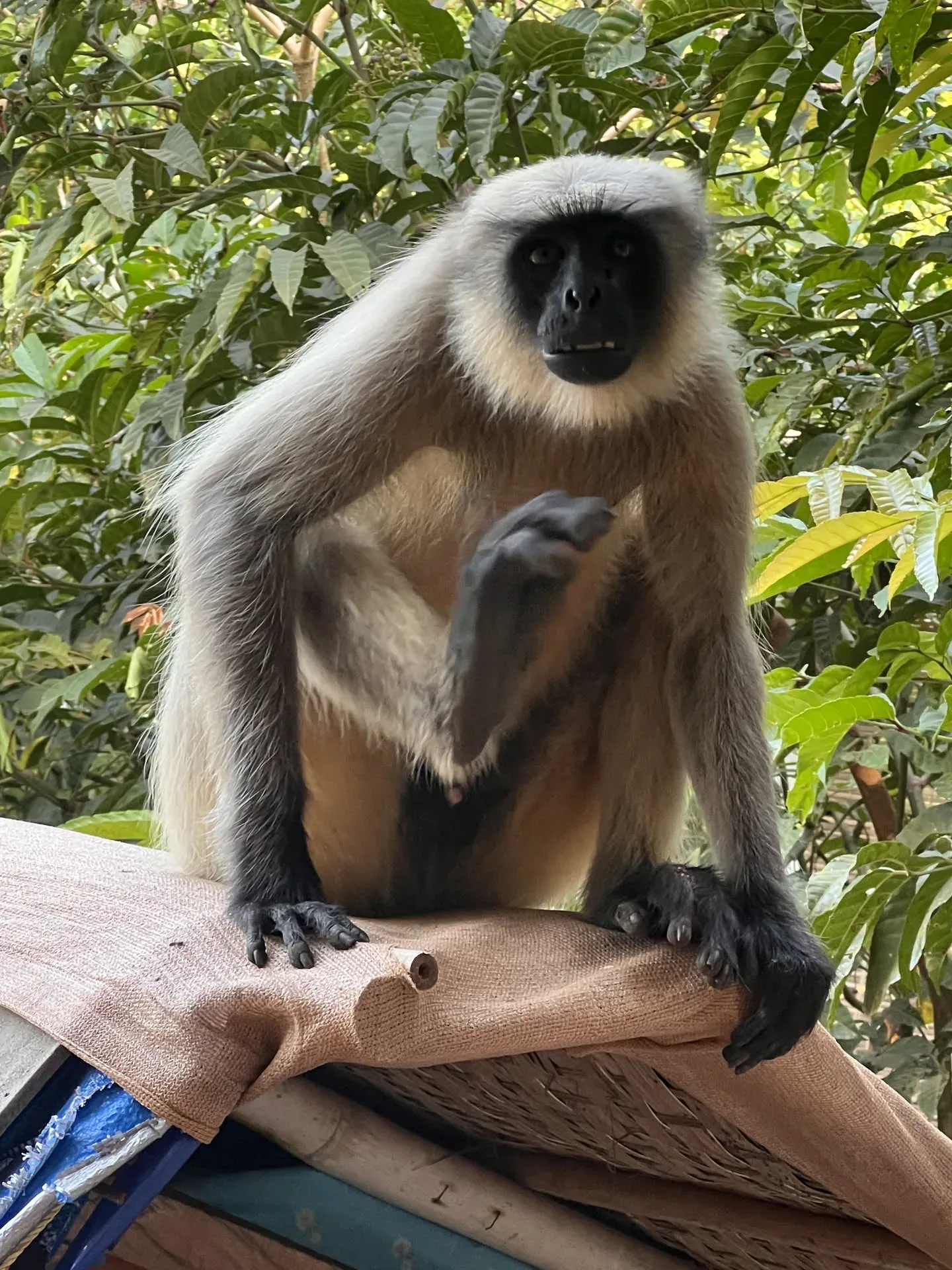 Gray langur sitting on wooden railing, Devabag