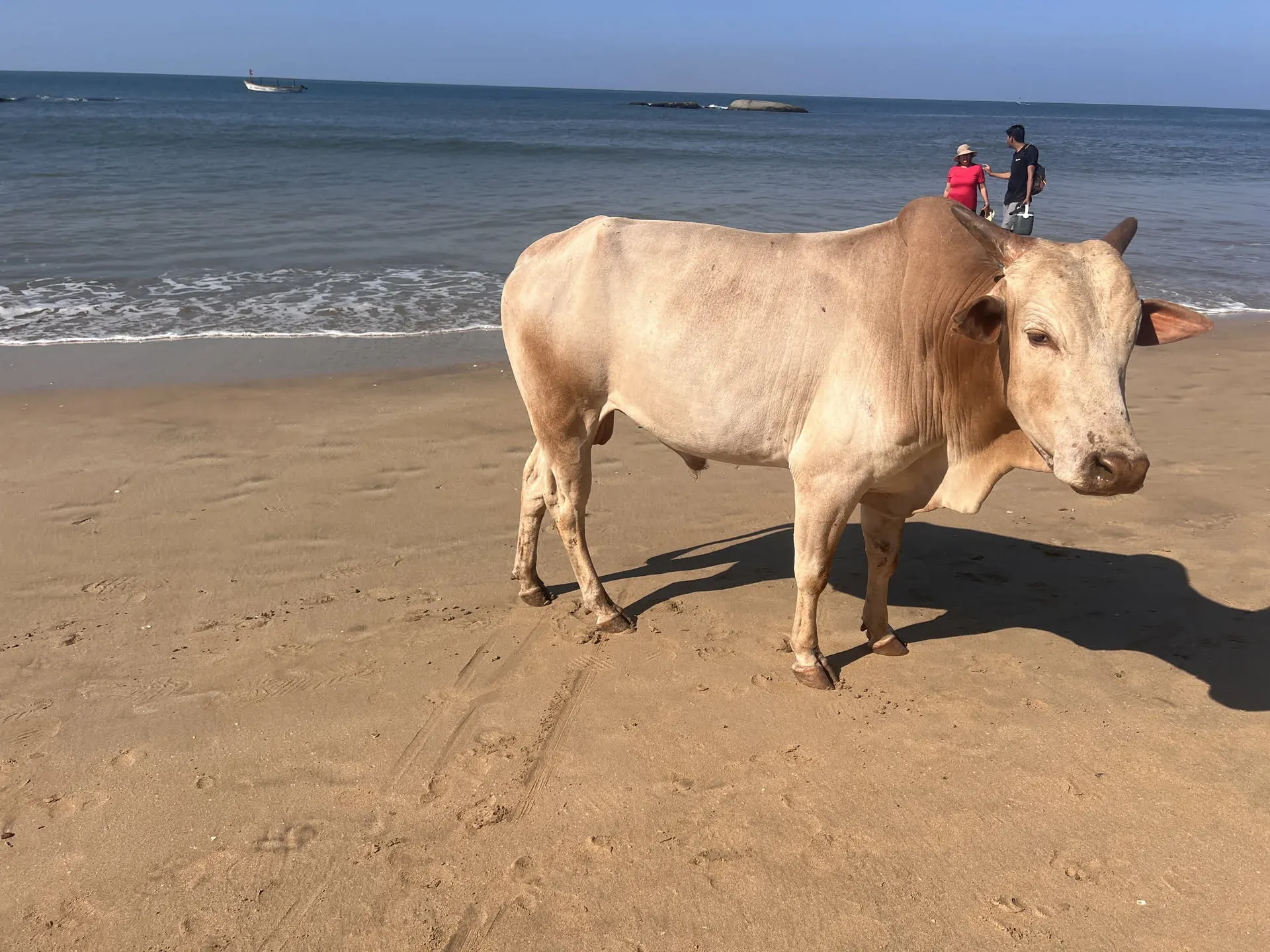 Cow standing on beach at Ponsulem