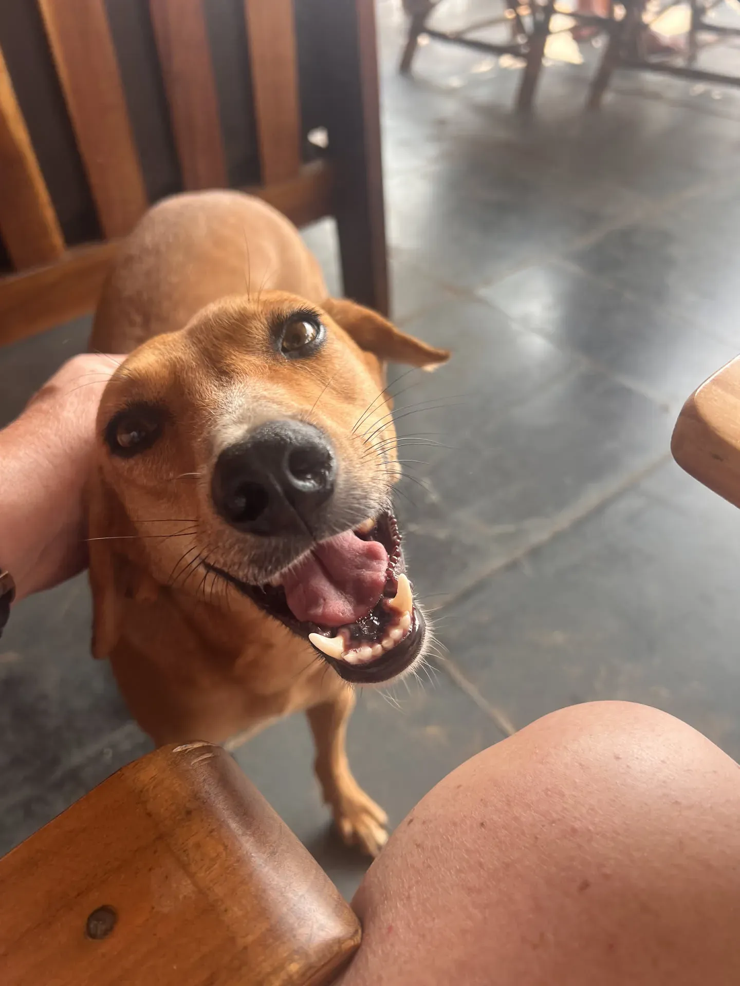 Happy dog at Agonda beach café