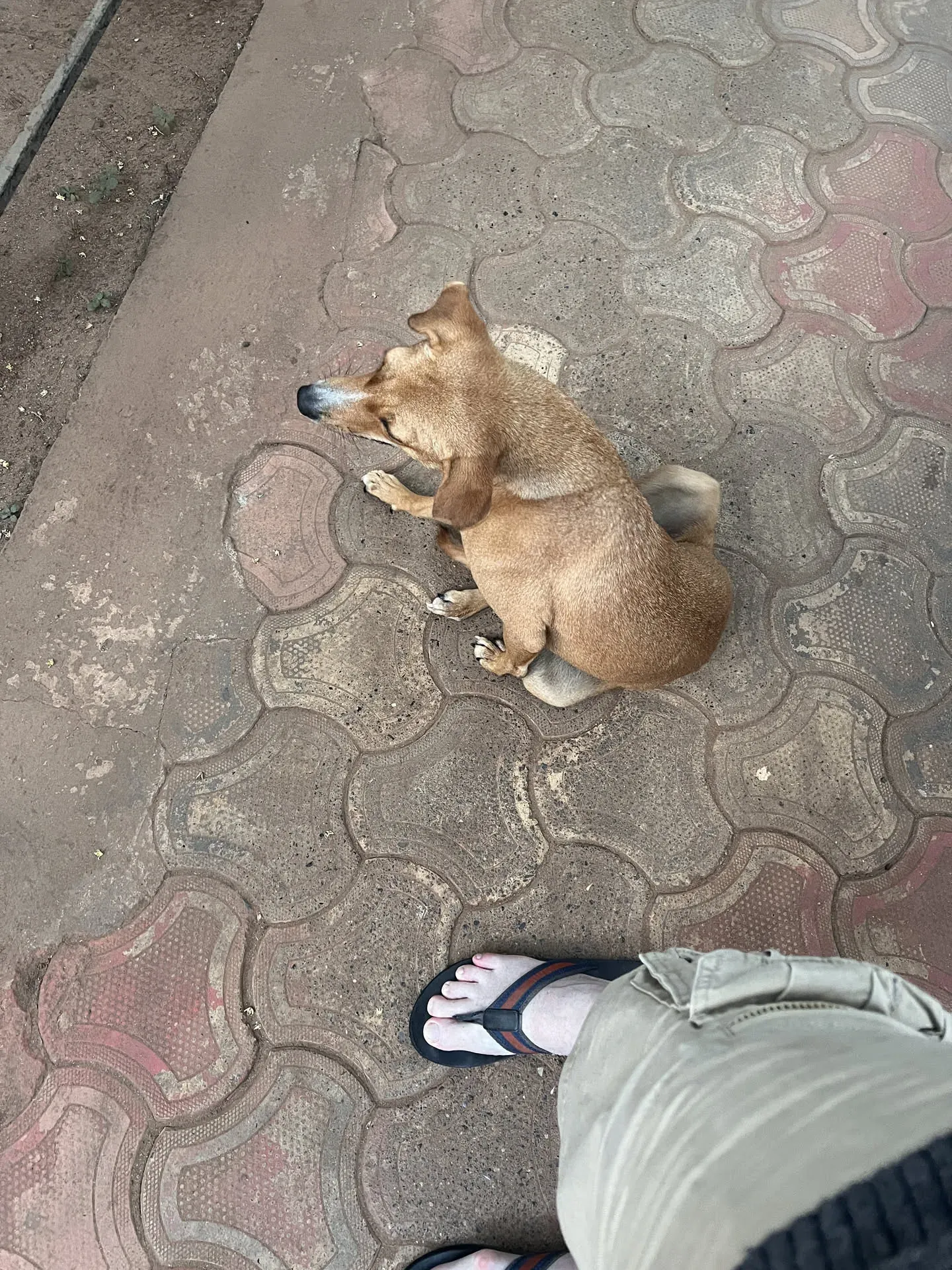 Dog sitting on patterned pavement at Agonda