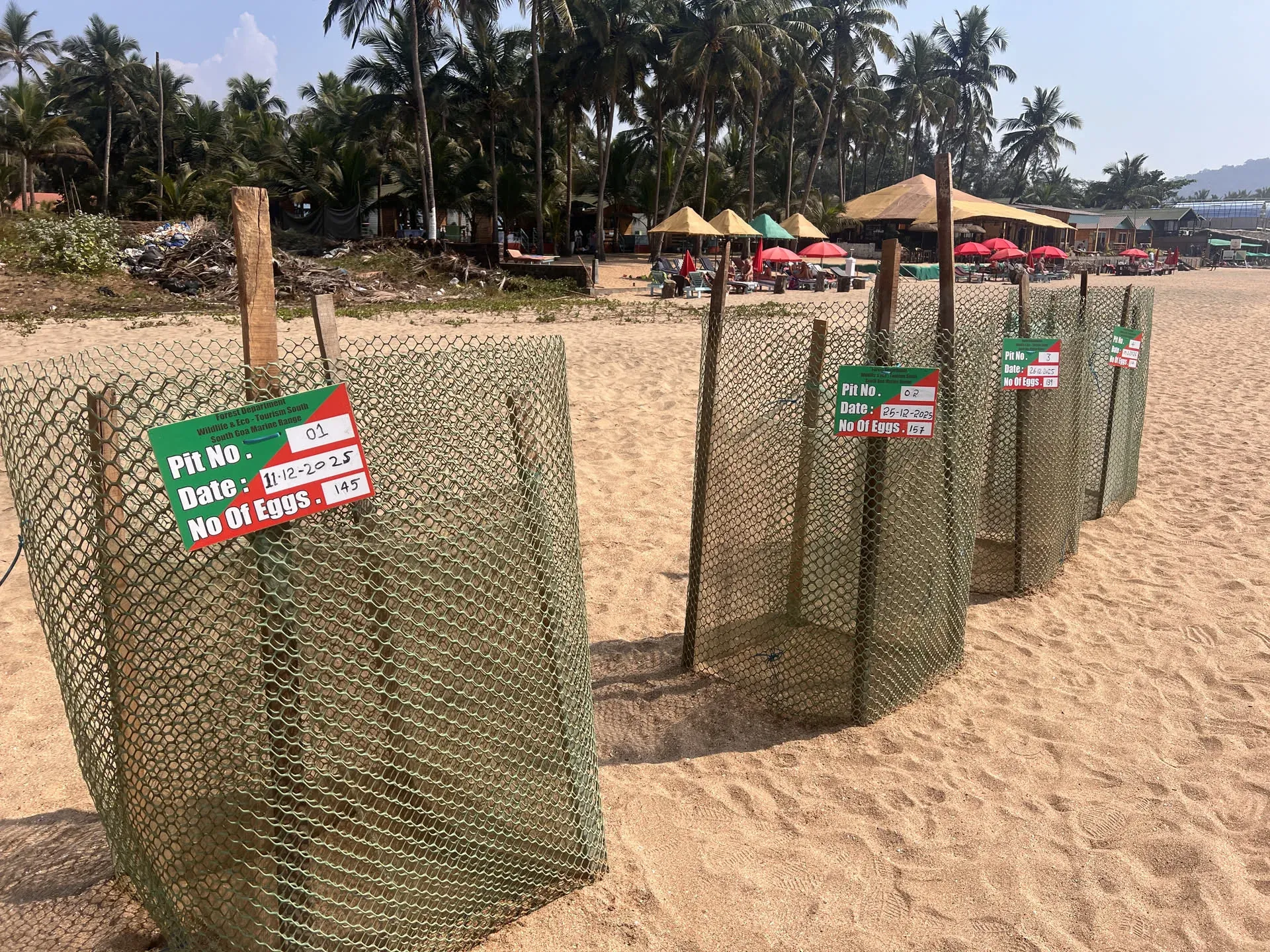 Turtle nesting pits marked with labels at Devalkajjan beach