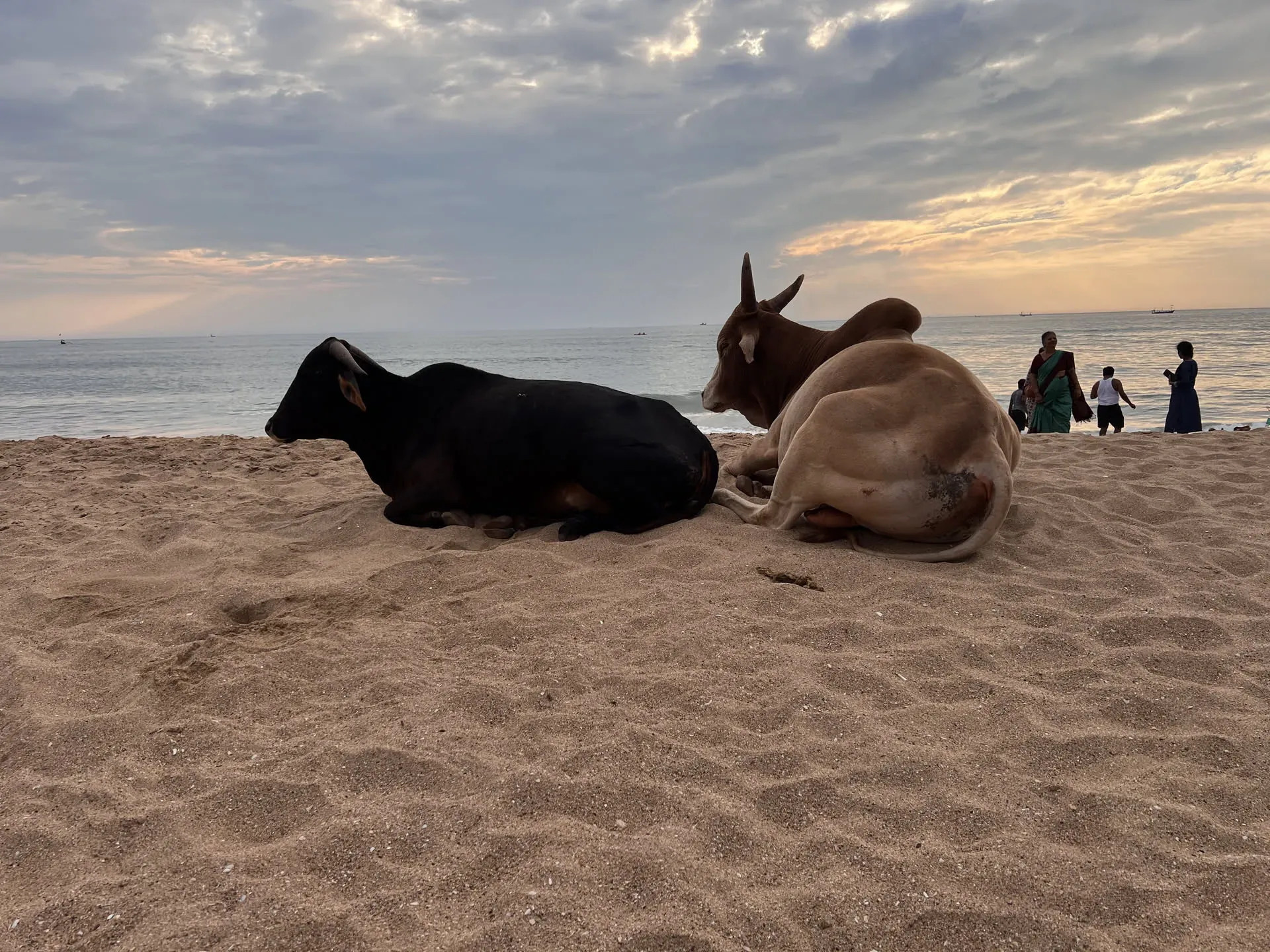 Cows resting on Agonda beach at dusk