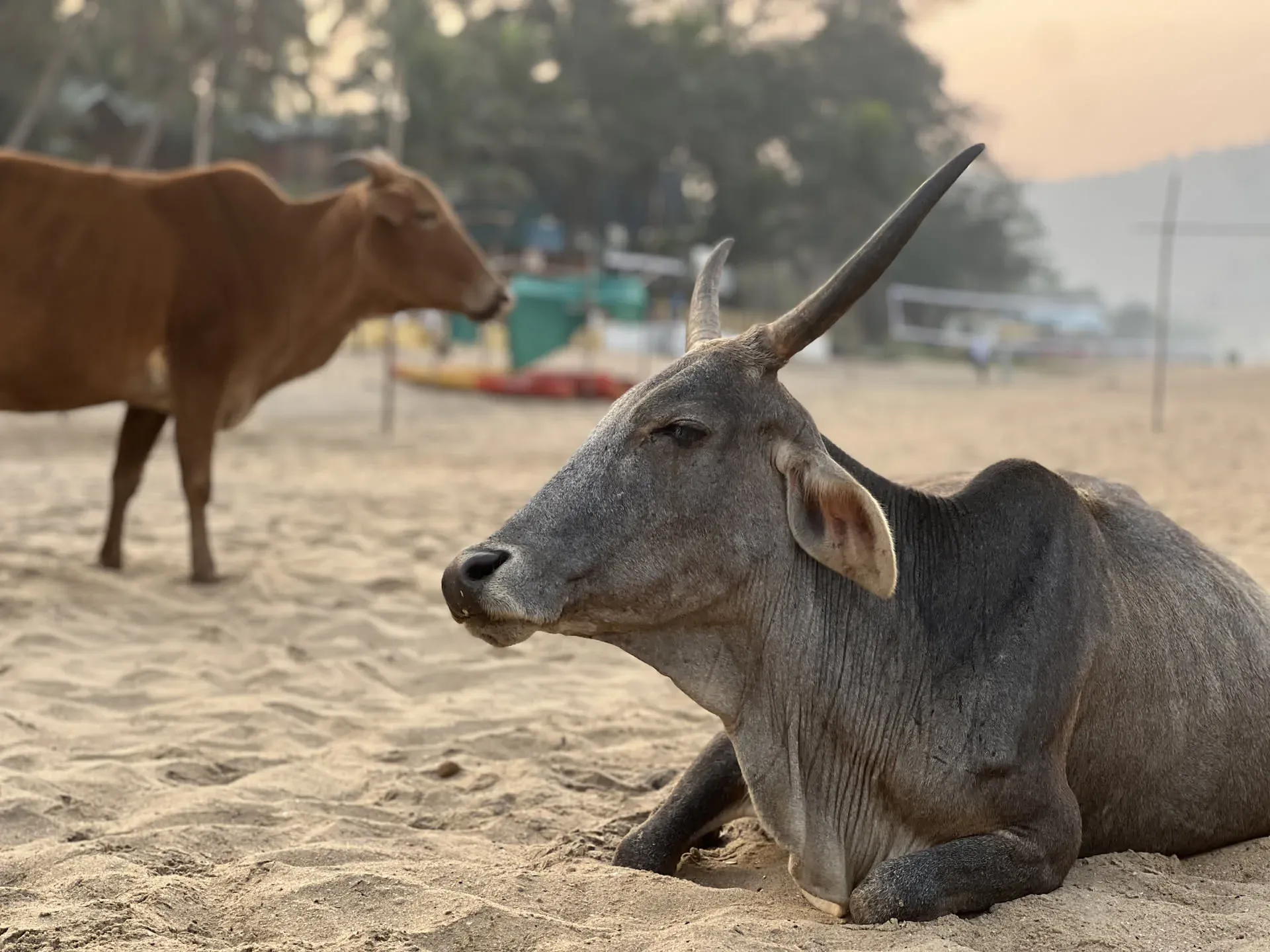 Gray horned cow resting on sand, Agonda