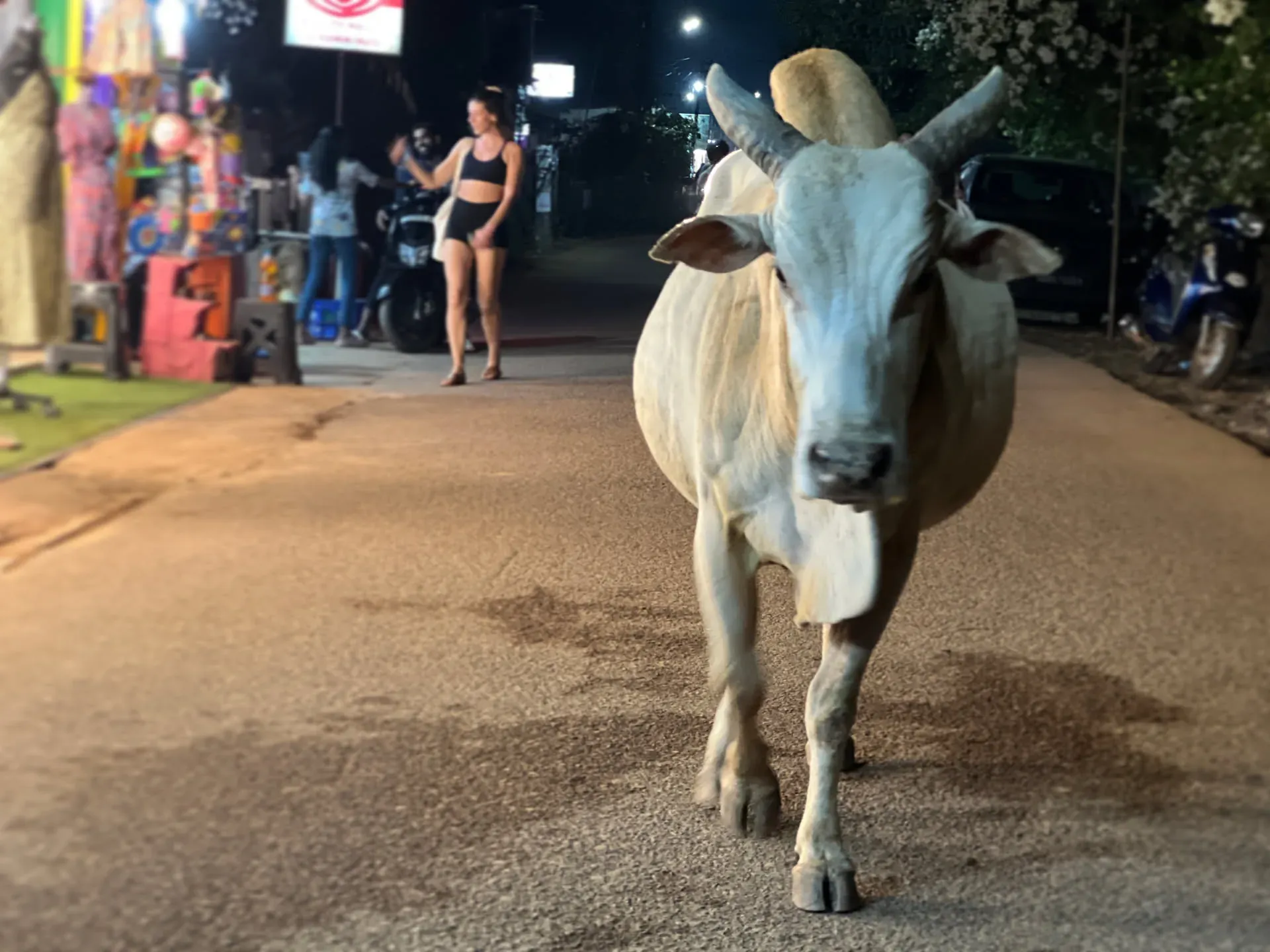 White goat walking through Ponsulem village street at night