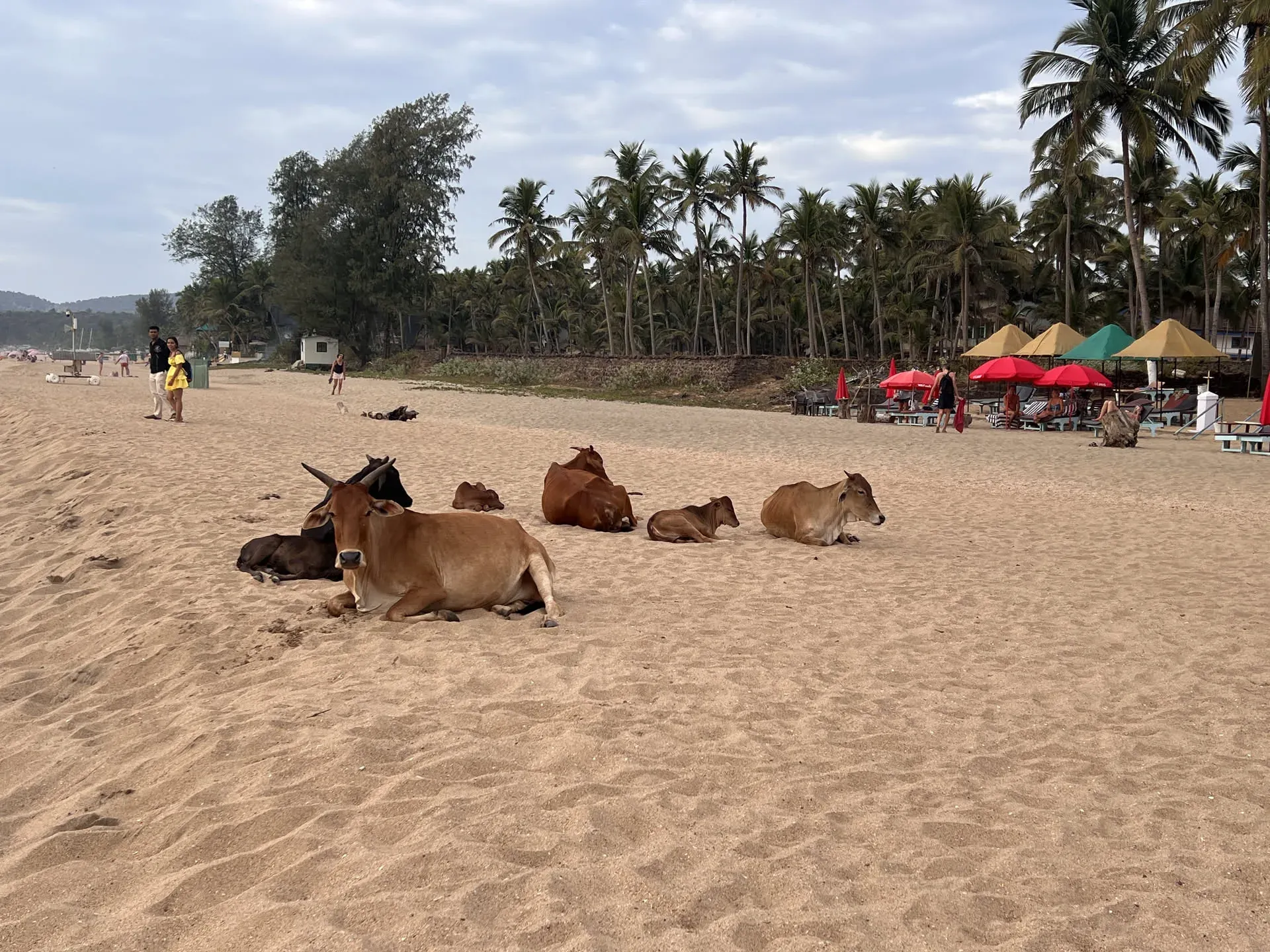 Cows resting on beach at Agonda