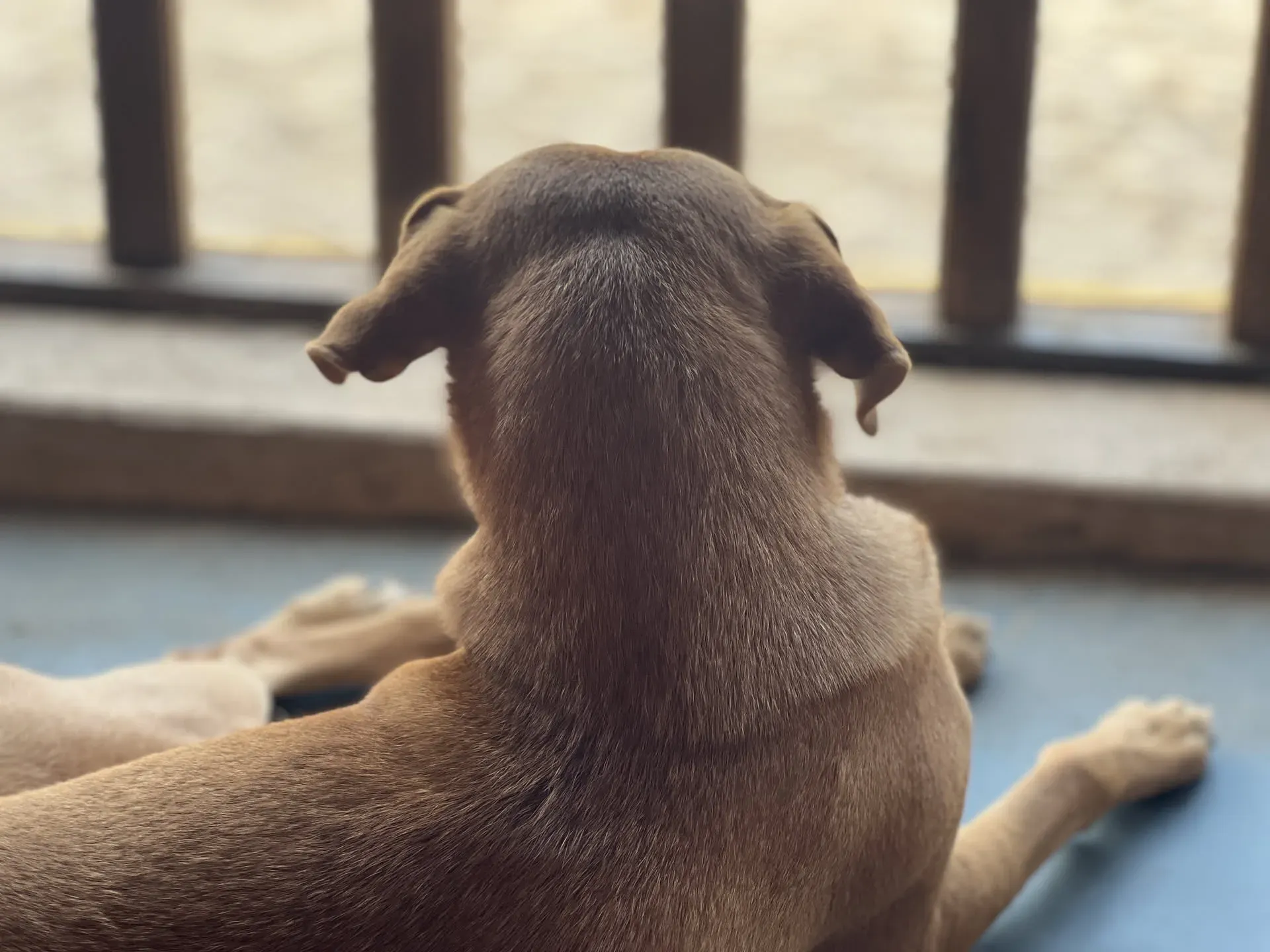 Dog sitting on beach at Agonda, watching ocean