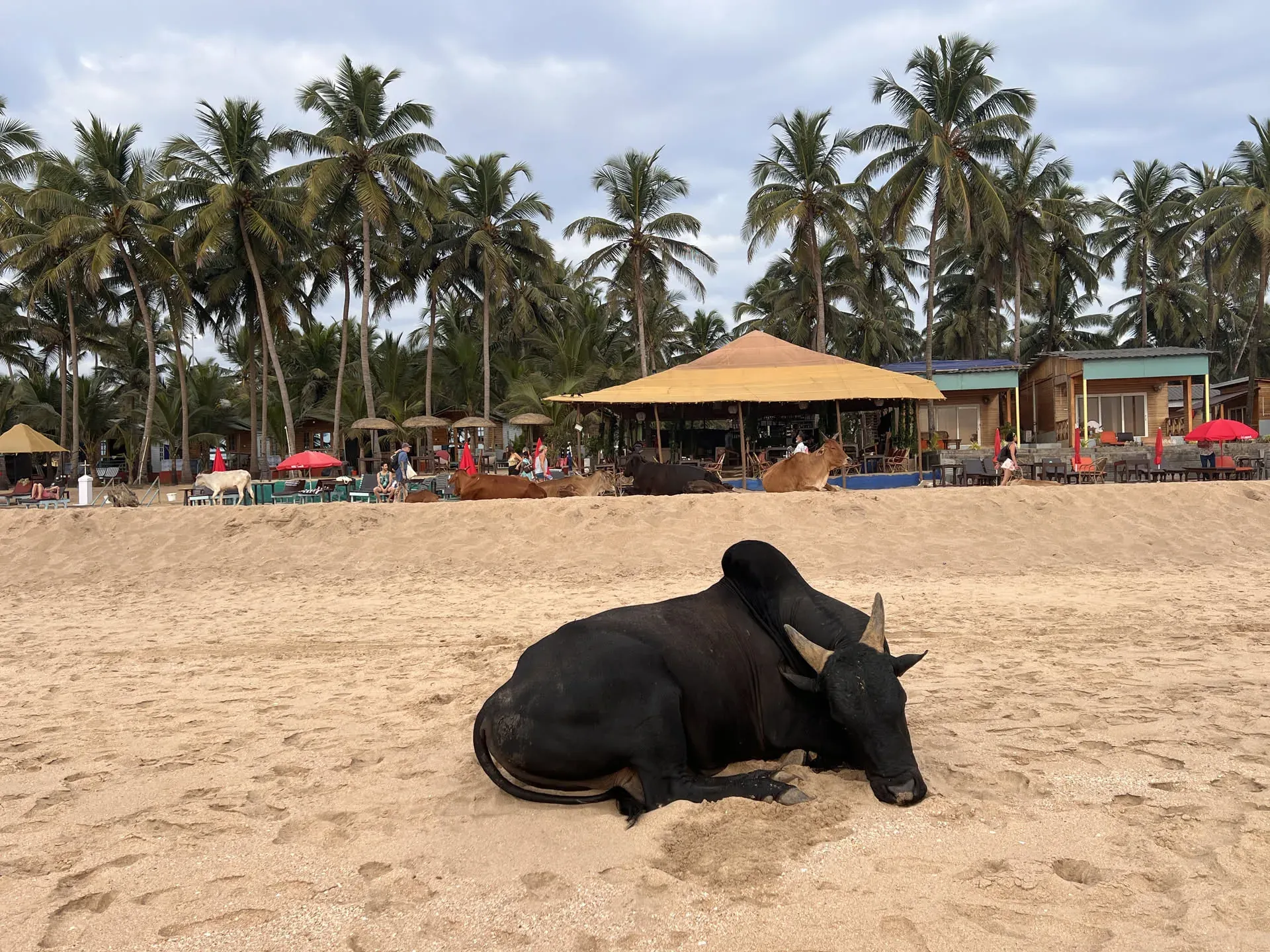 Black cow resting on sand at Agonda beach