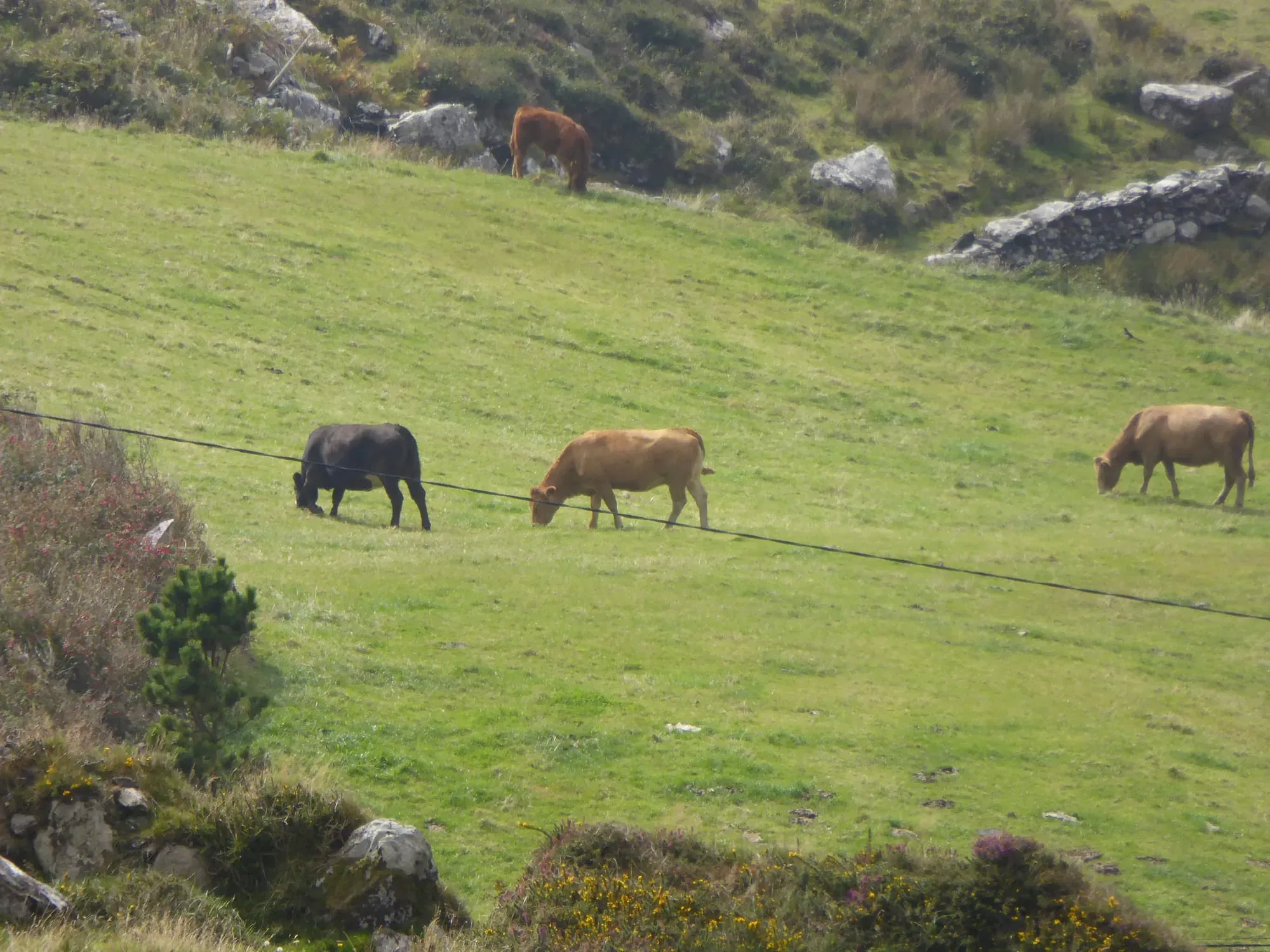 Brown and black cattle grazing in green pasture with stone walls