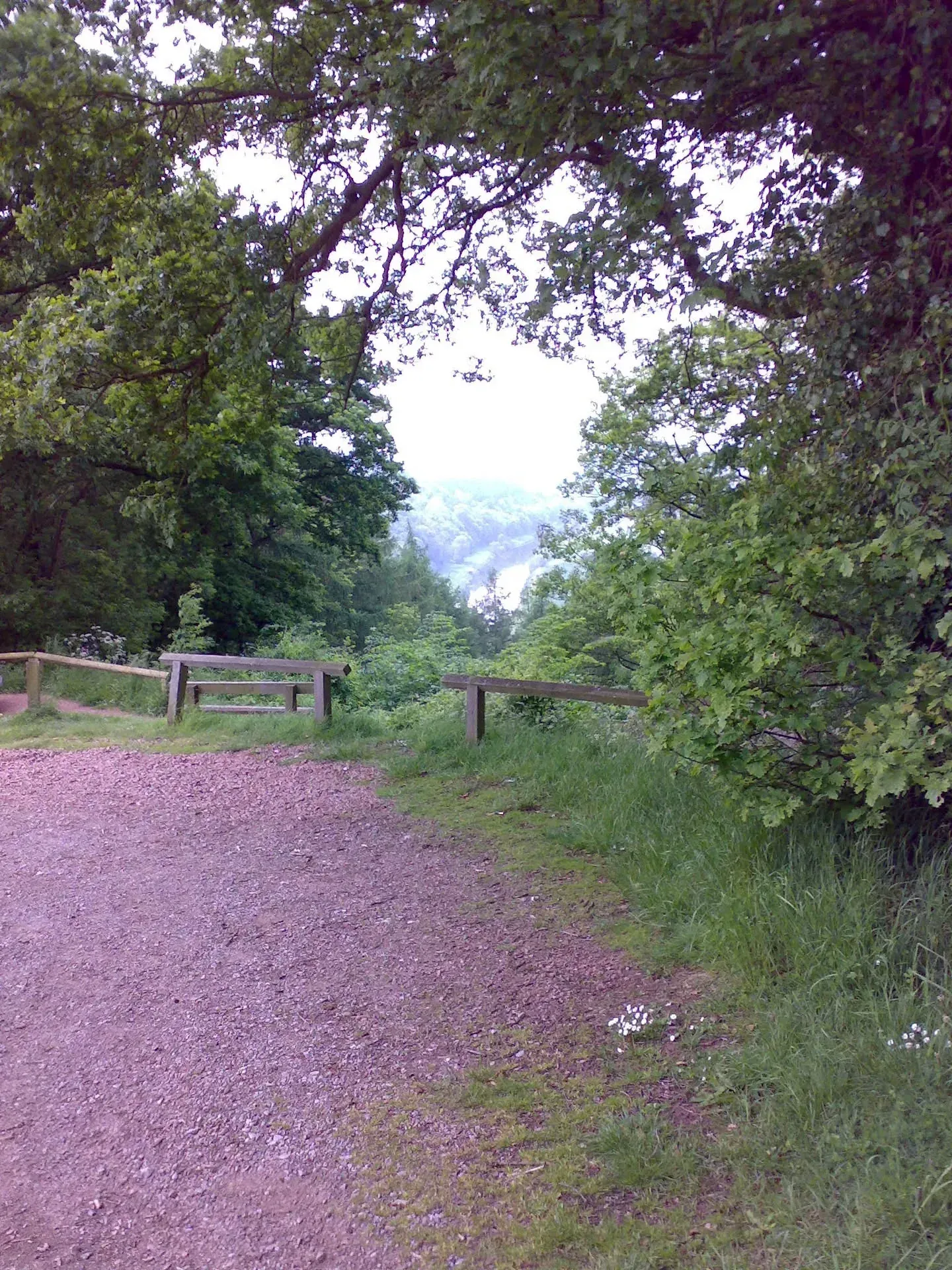Gravel path through trees framing distant hills