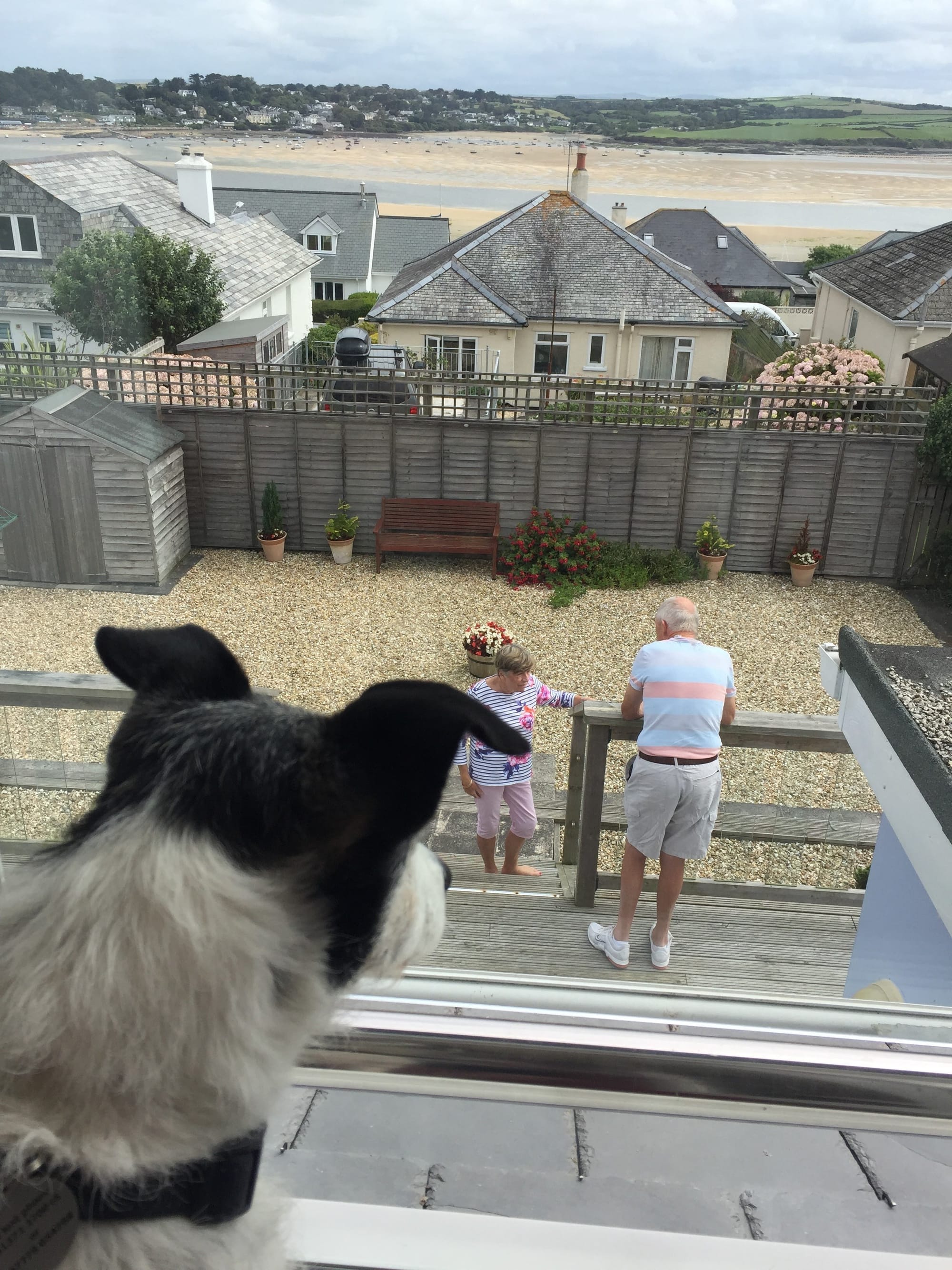Dog watching children play in Padstow garden