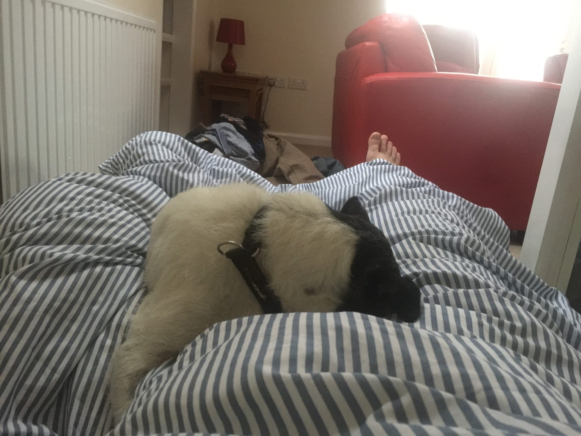 Cat napping on striped bedding in Padstow