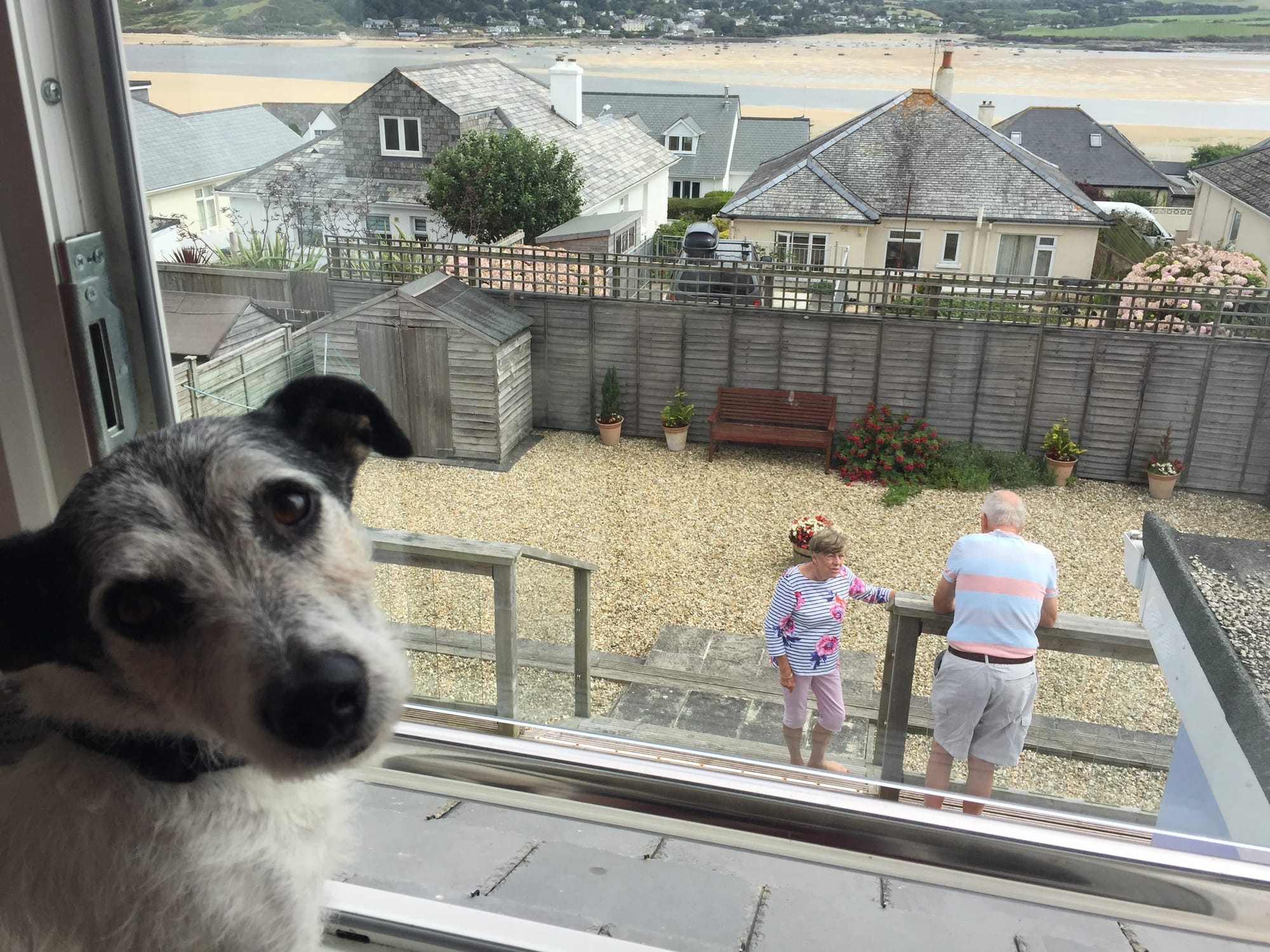 Dog watching people in Padstow garden