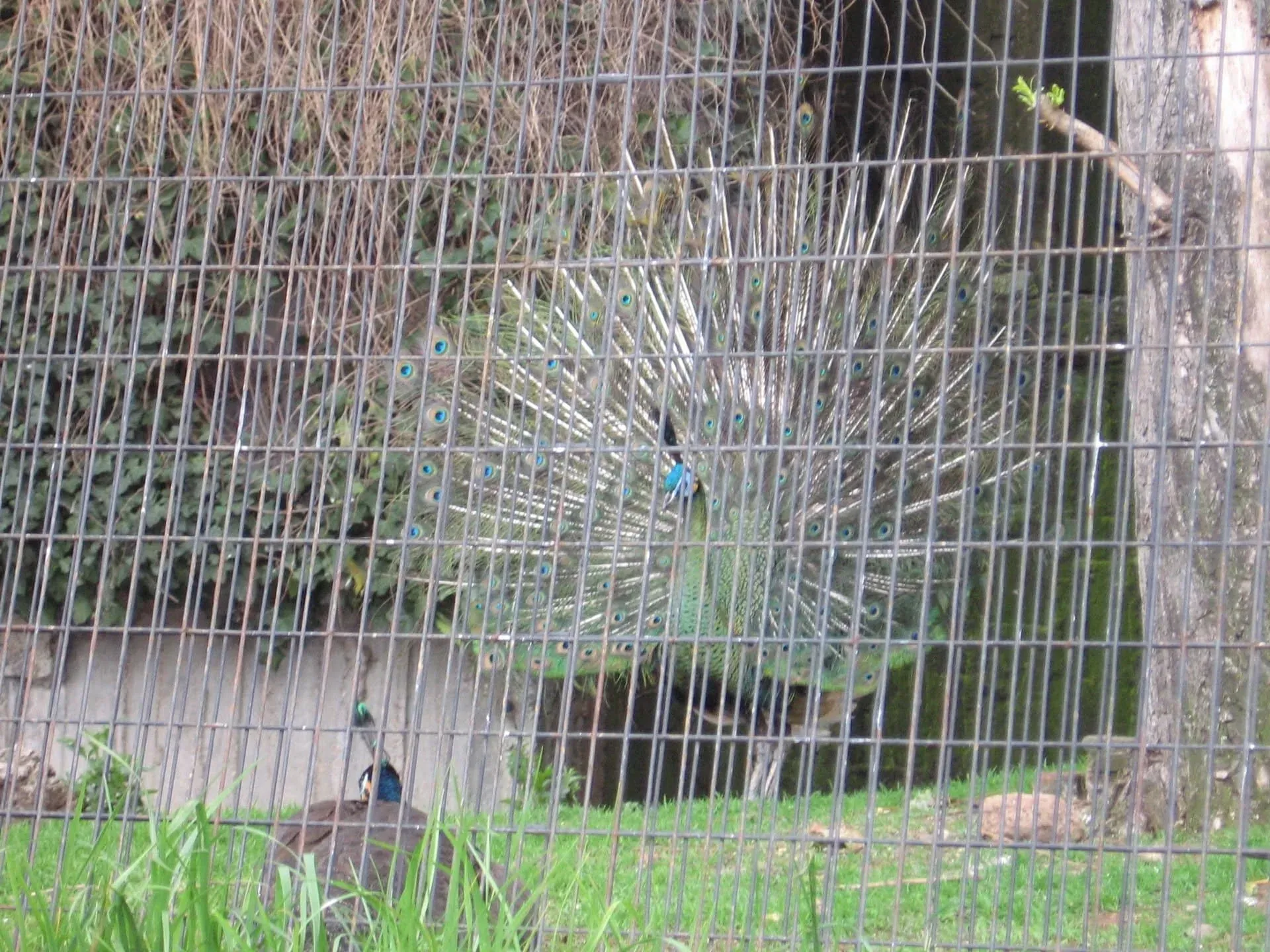 Peacock displaying vibrant plumage with blue and green feathers in enclosure