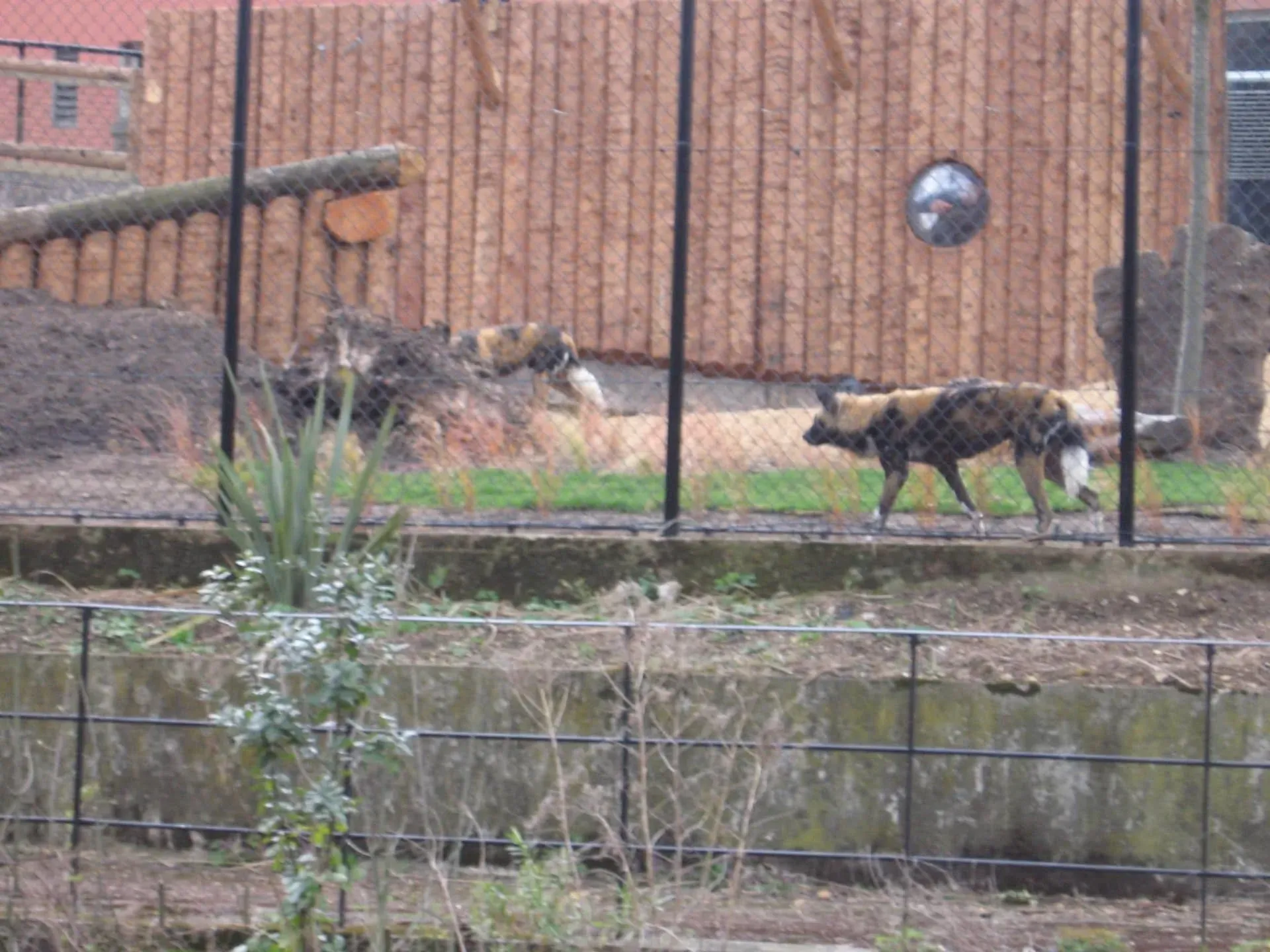 Two dogs walking on grassy area beside brick industrial building with fencing