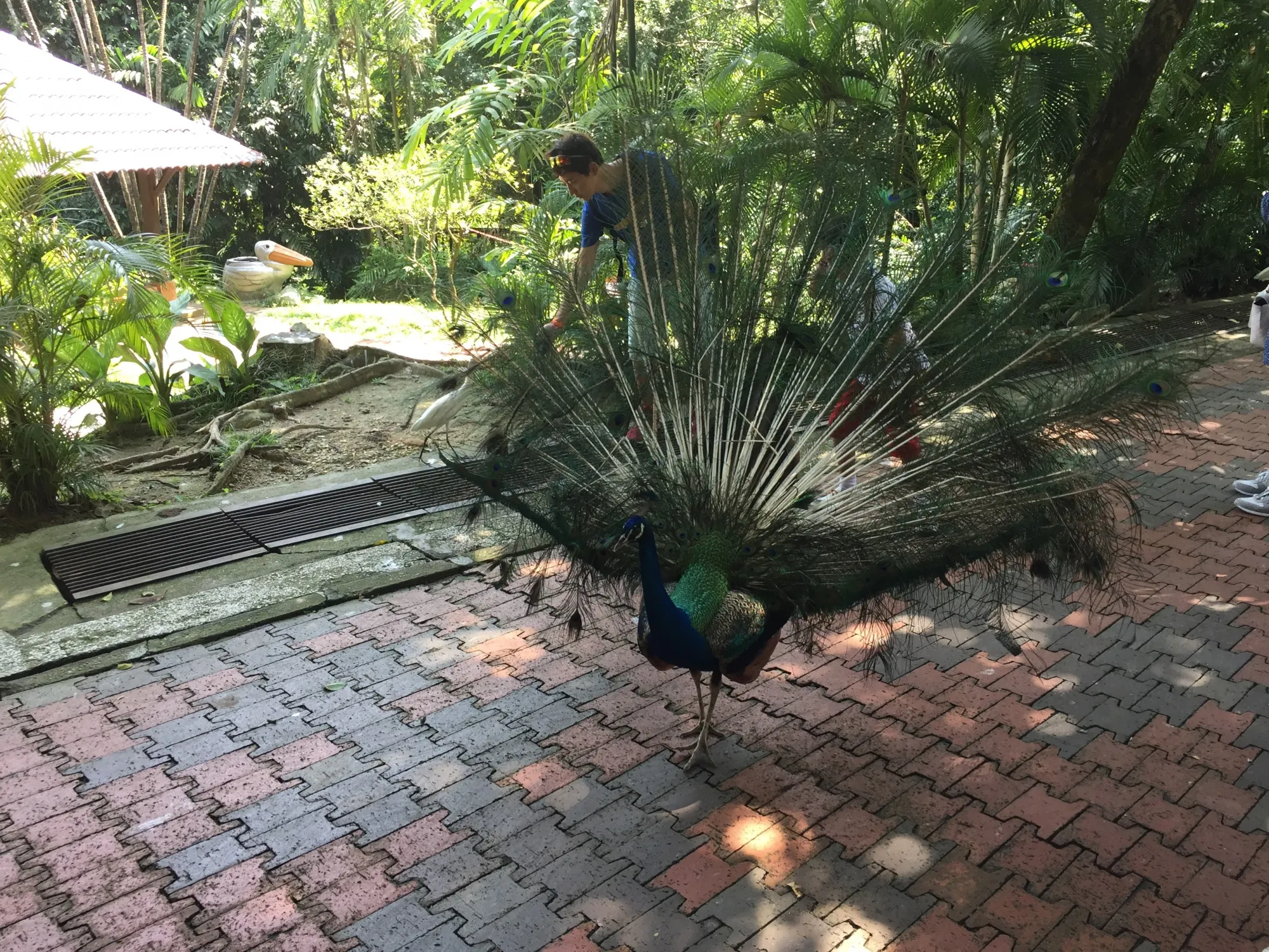 Peacock displaying feathers in tropical garden