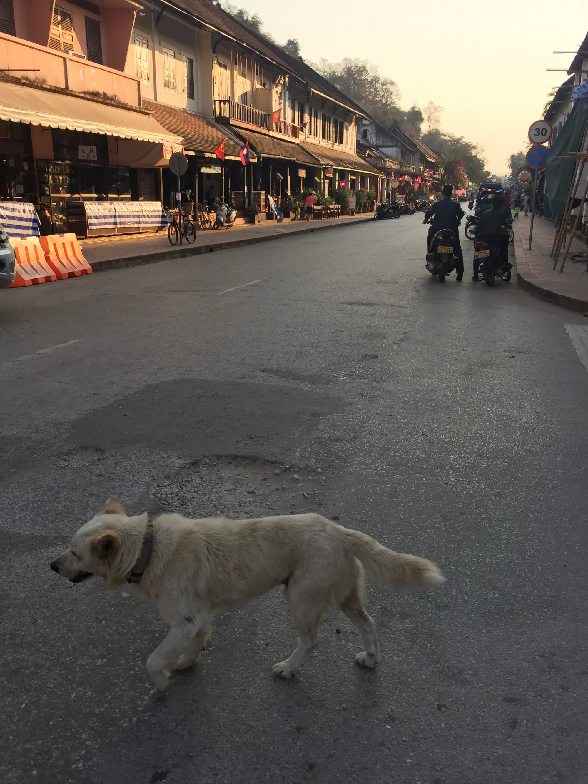 White dog walking down quiet street in old town