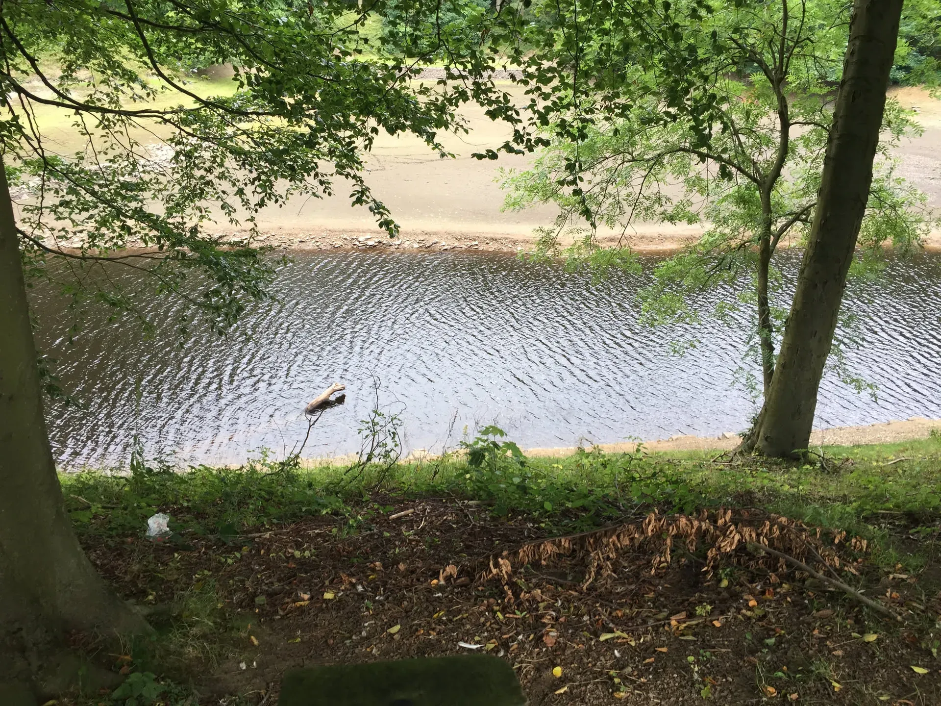 River view through trees with log in water