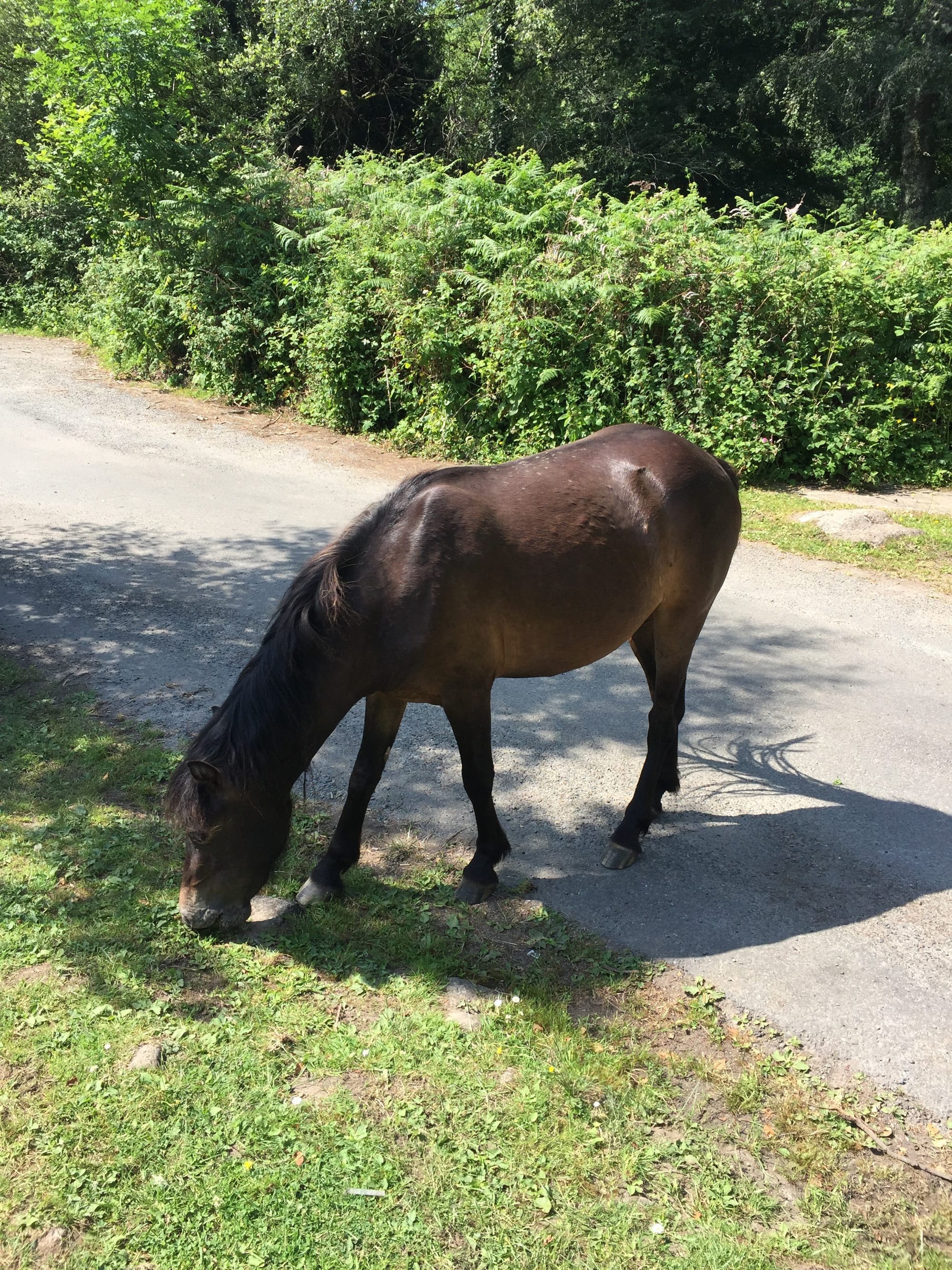 Dark horse grazing by roadside, Widecombe-in-the-Moor