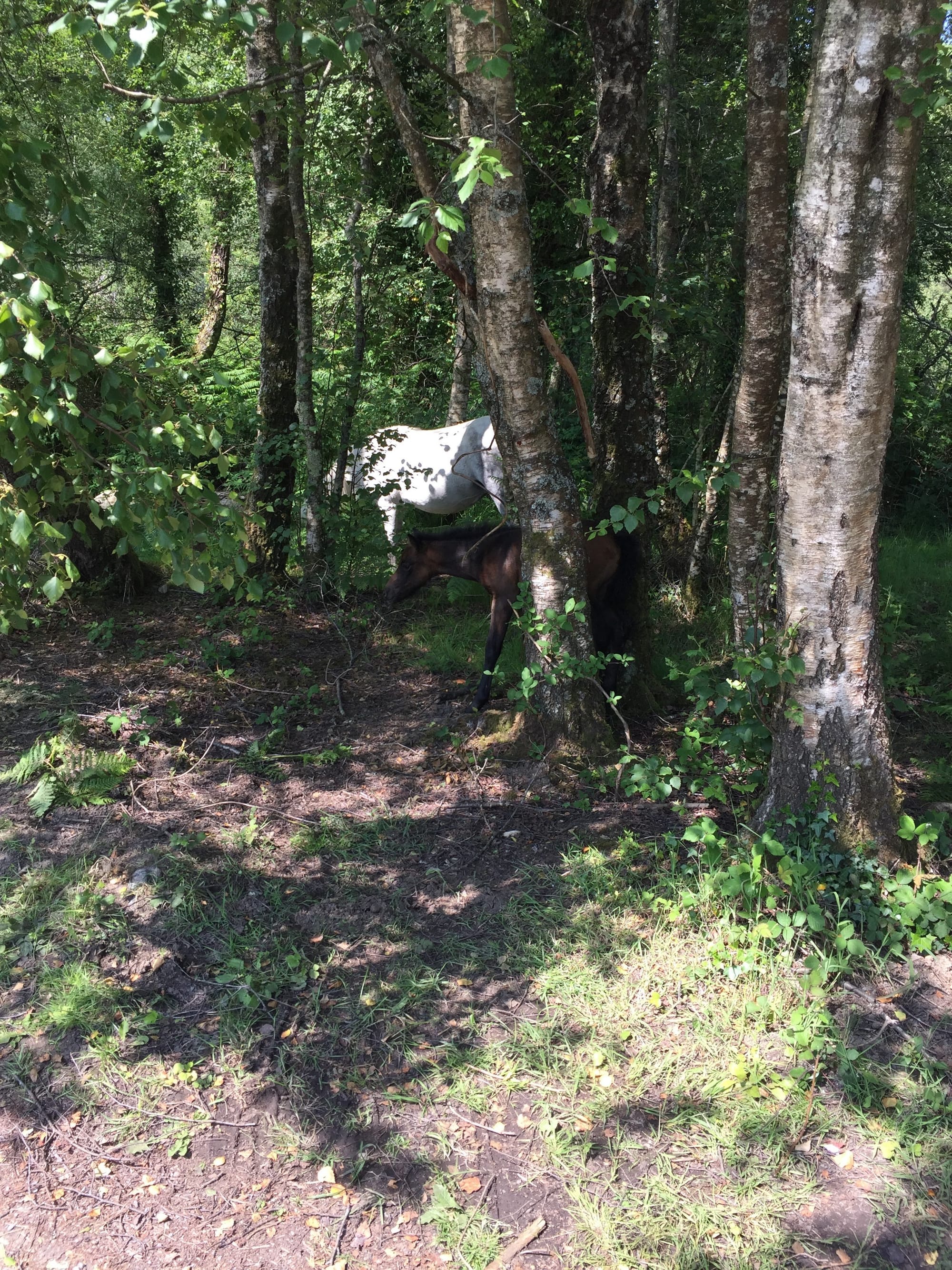 Goat in woodland near Widecombe-in-the-Moor