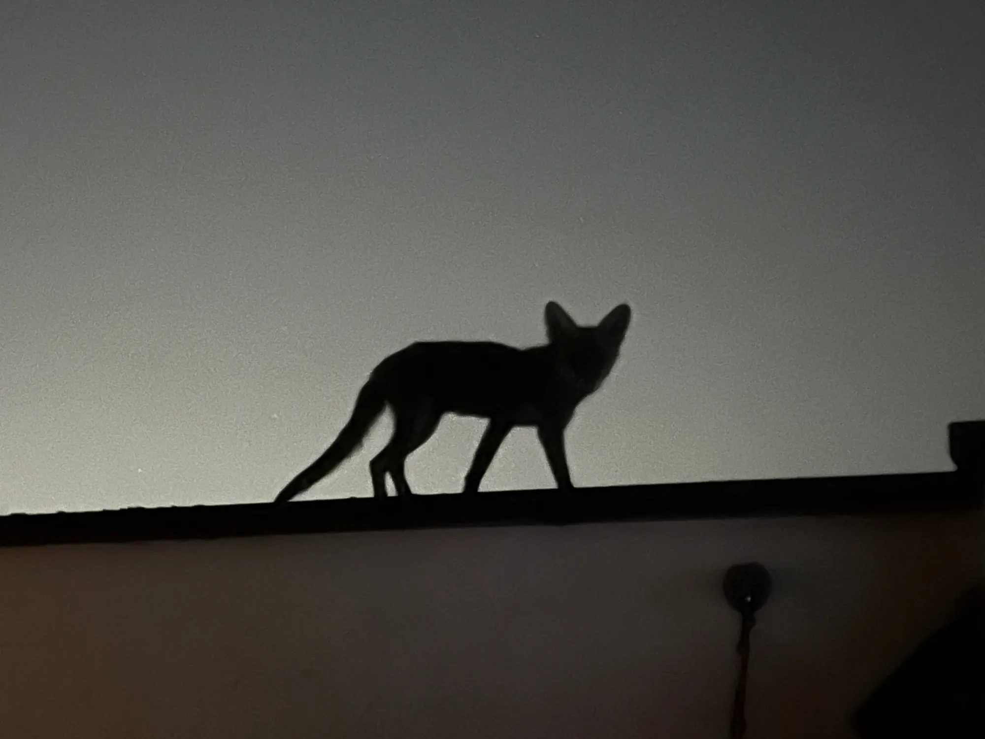 A fox silhouetted on a wall at dusk, head turned to look straight at the camera.