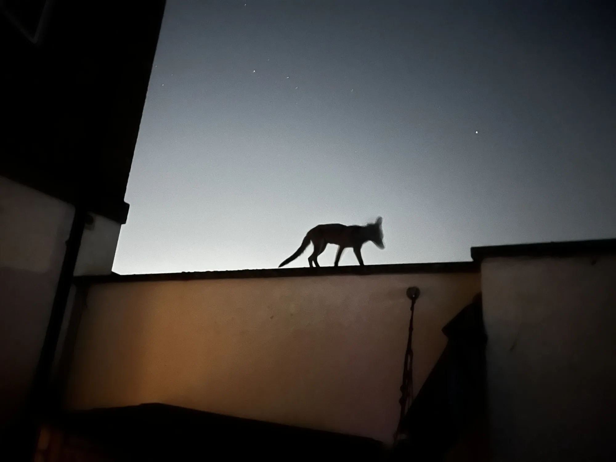 The Fox Who Watches Films With Me